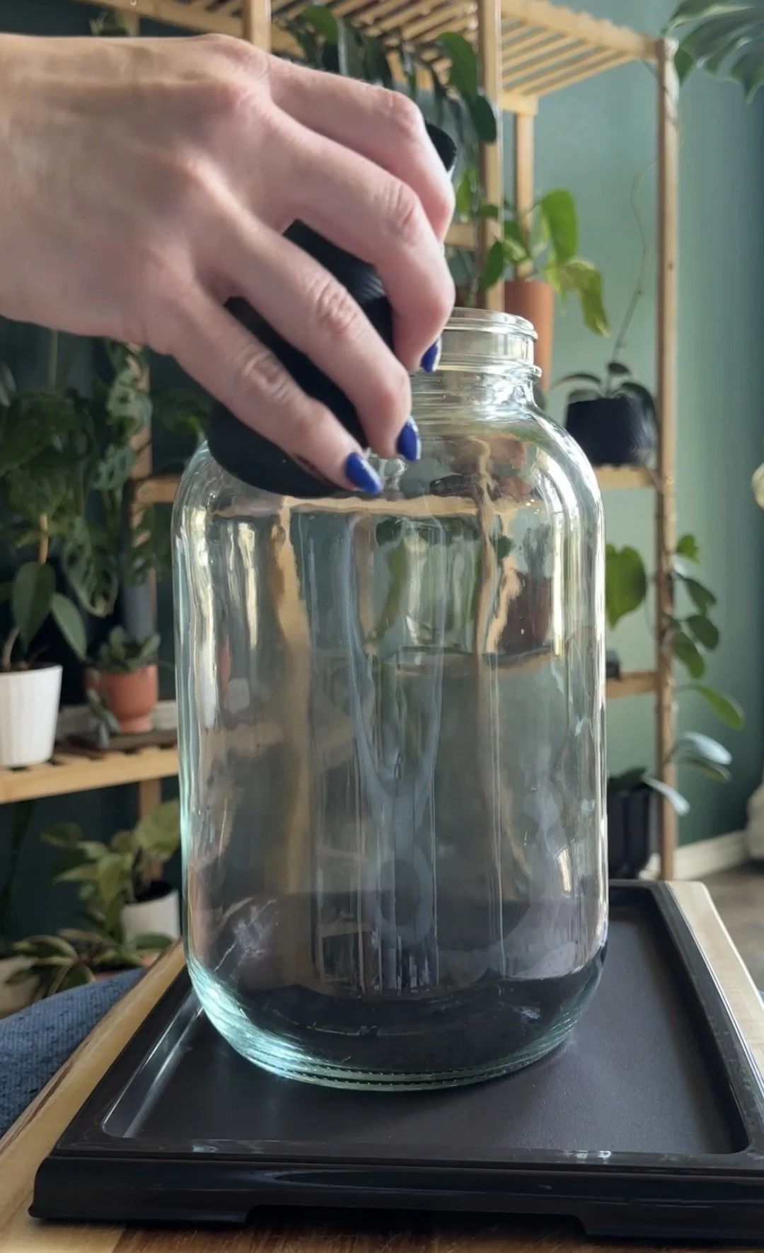 Black biochar pieces used as a filtration layer in a terrarium.