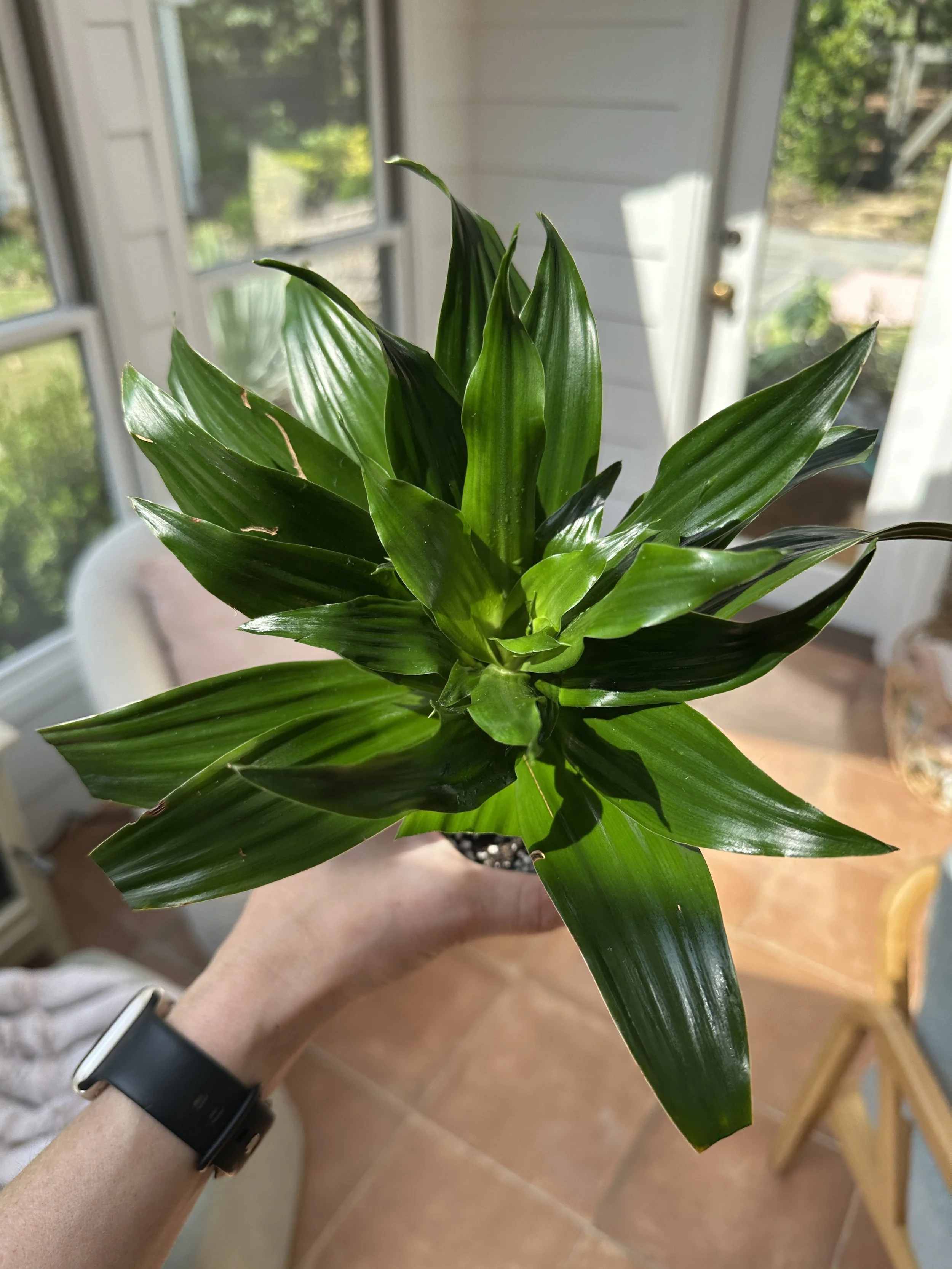 Healthy dracaena houseplant with glossy green foliage after receiving professional indoor plant care and maintenance.