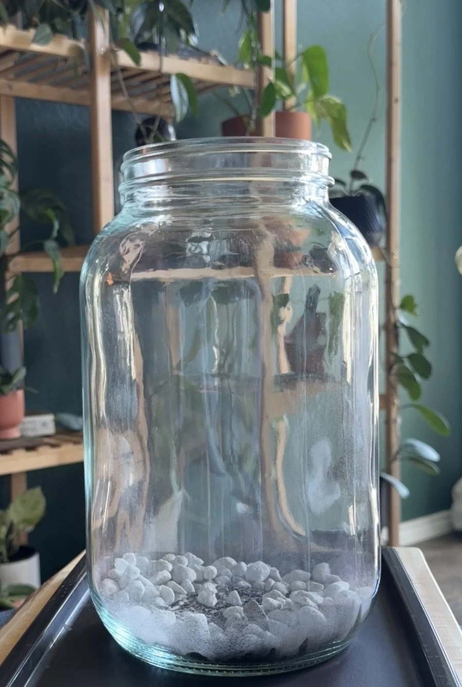 White chunky perlite providing drainage at the base of a terrarium.