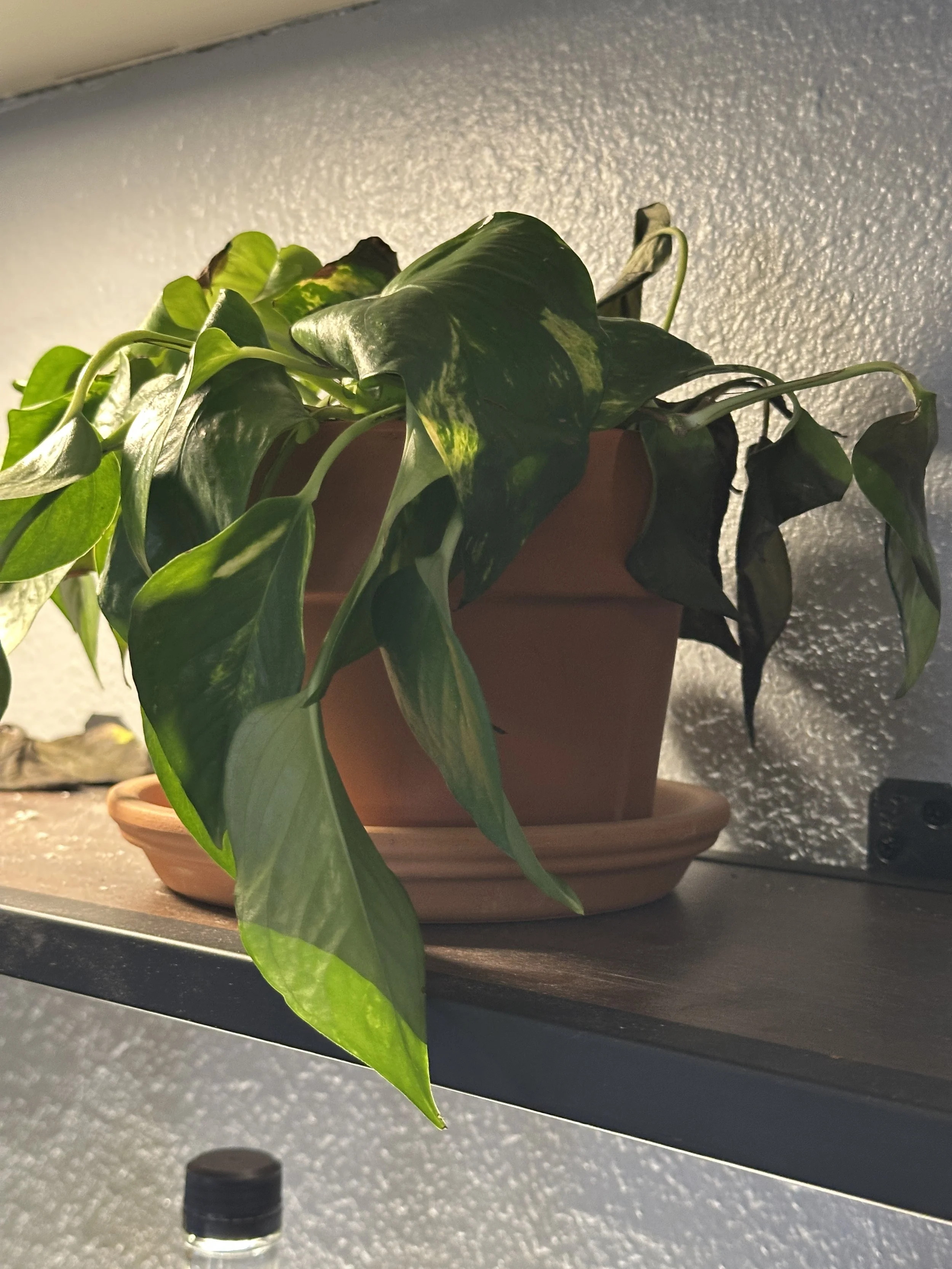 struggling indoor pothos plant with yellowing leaves due to improper care and lighting