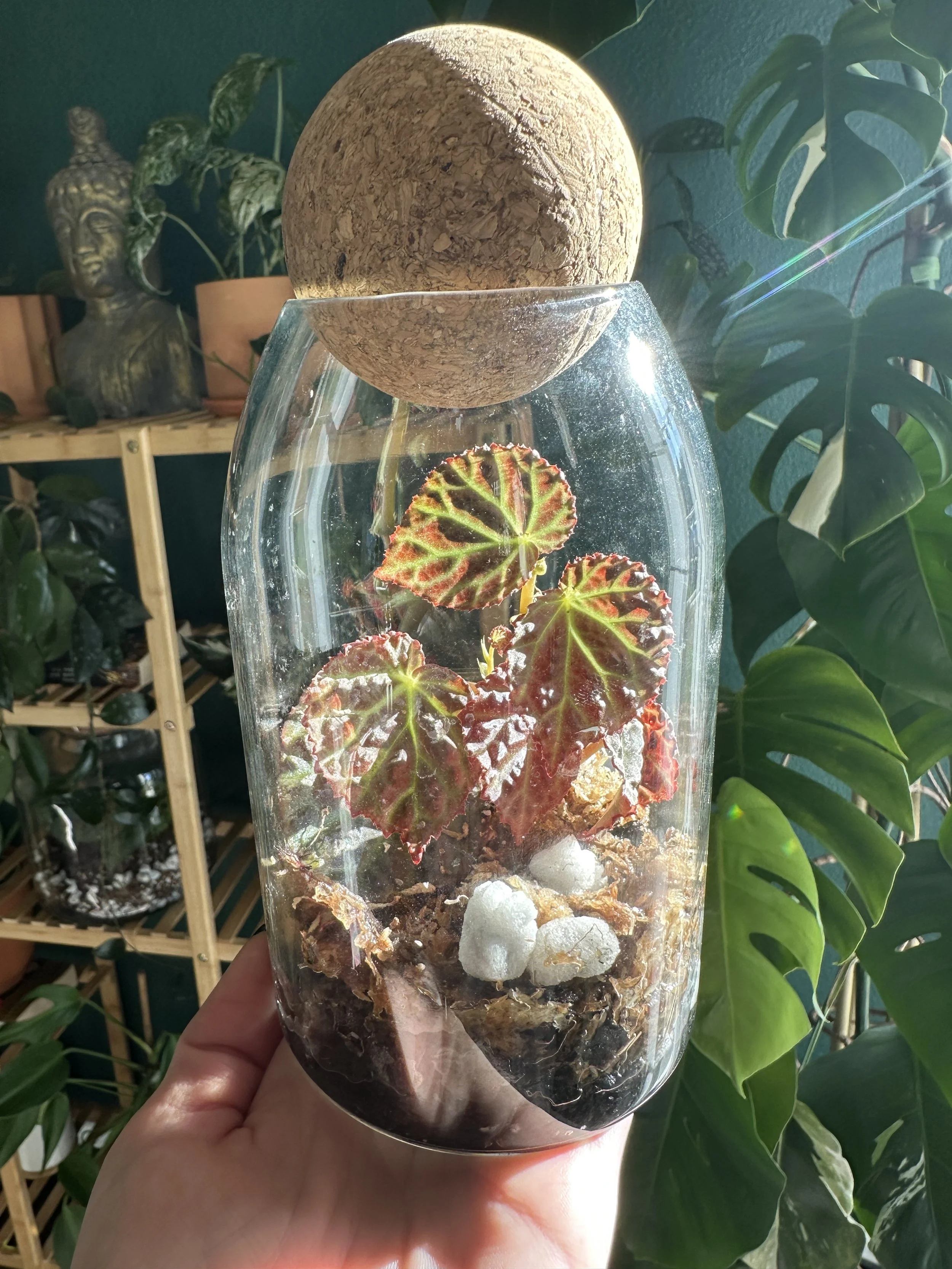 Begonia terrarium in a glass vessel with a cork lid, created at a Lauren and Plants workshop in Dallas–Fort Worth.