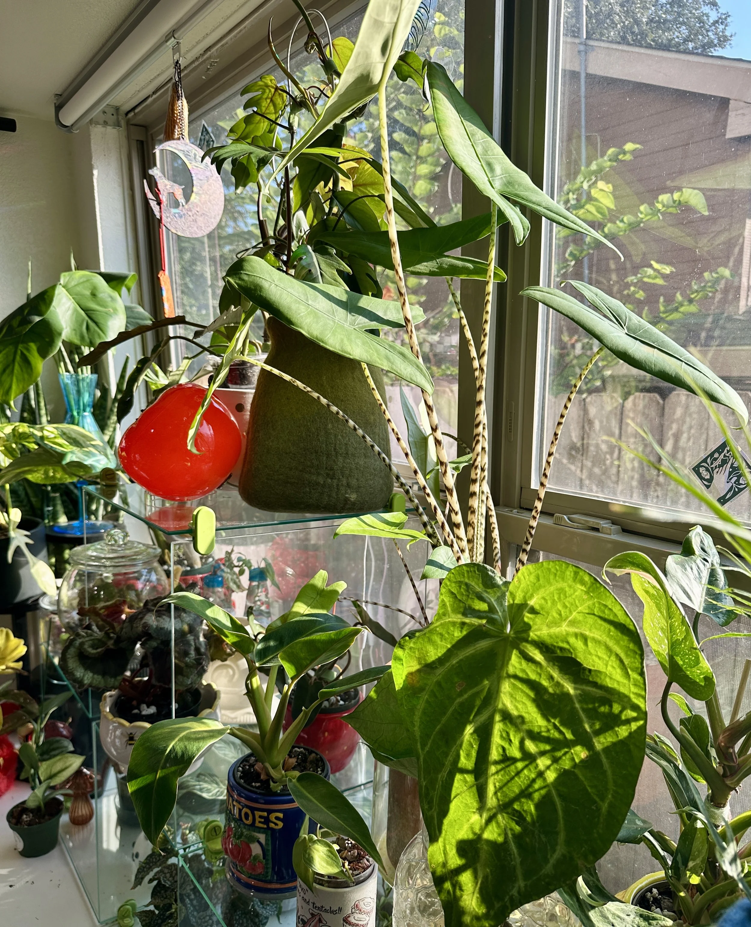 Sunlit indoor plant collection with a mix of trailing and upright plants receiving natural light and regular care.