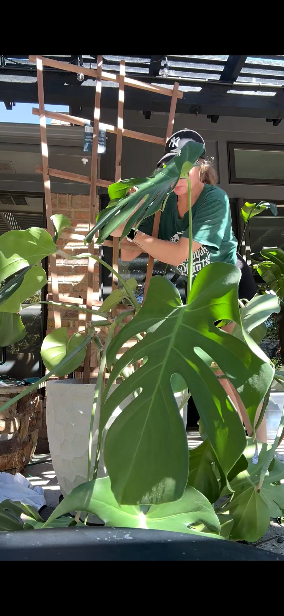 Indoor plant care in progress, with hands-on maintenance and leaf care for a large monstera plant.