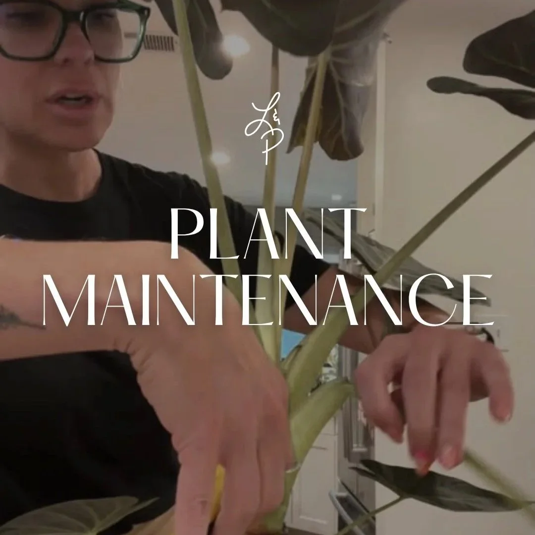 Lauren and Plants providing professional plant maintenance for a large indoor plant in a Fort Worth home.