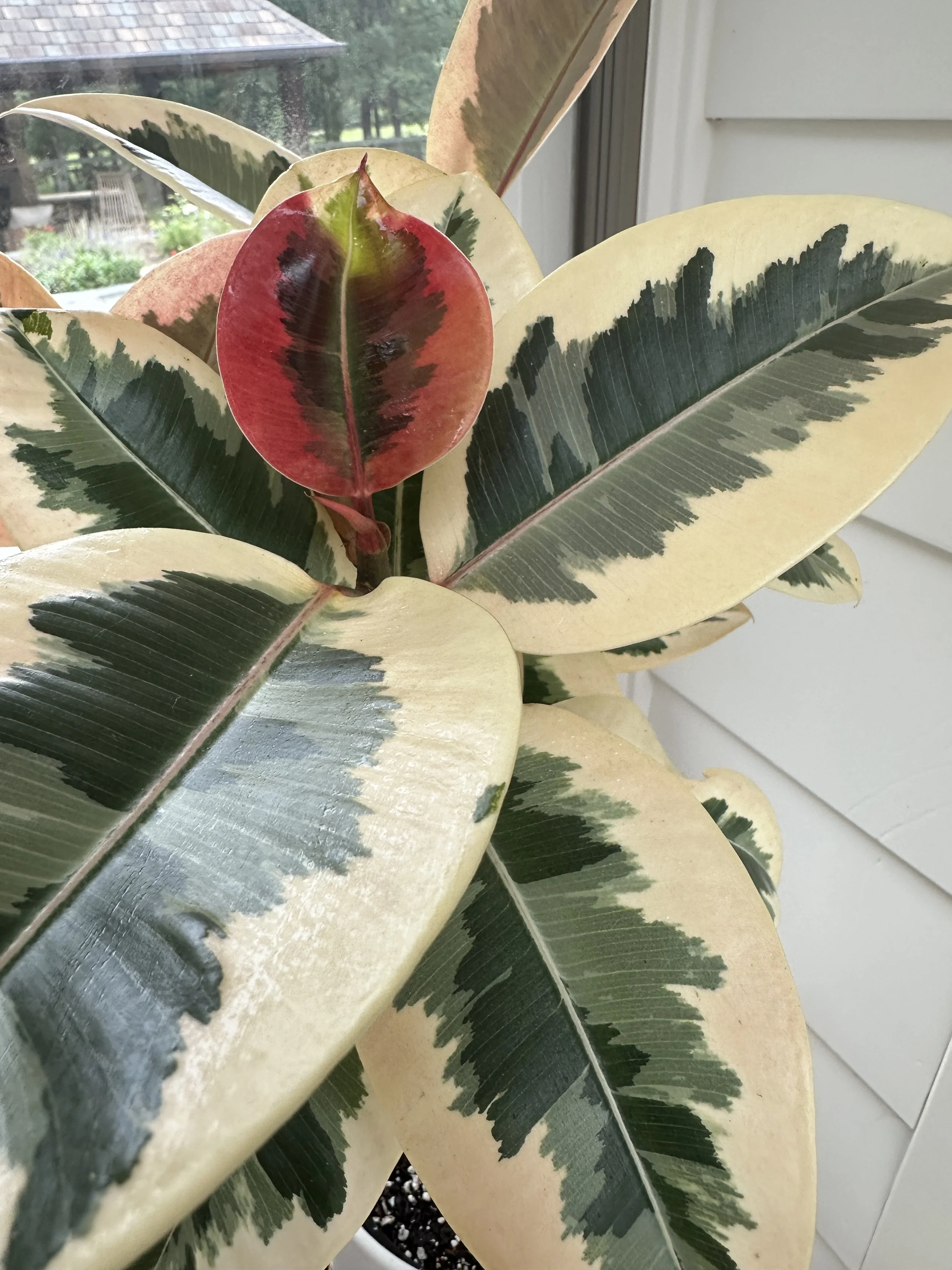 Healthy variegated rubber plant with new growth, showcasing indoor plant care and maintenance in DFW home