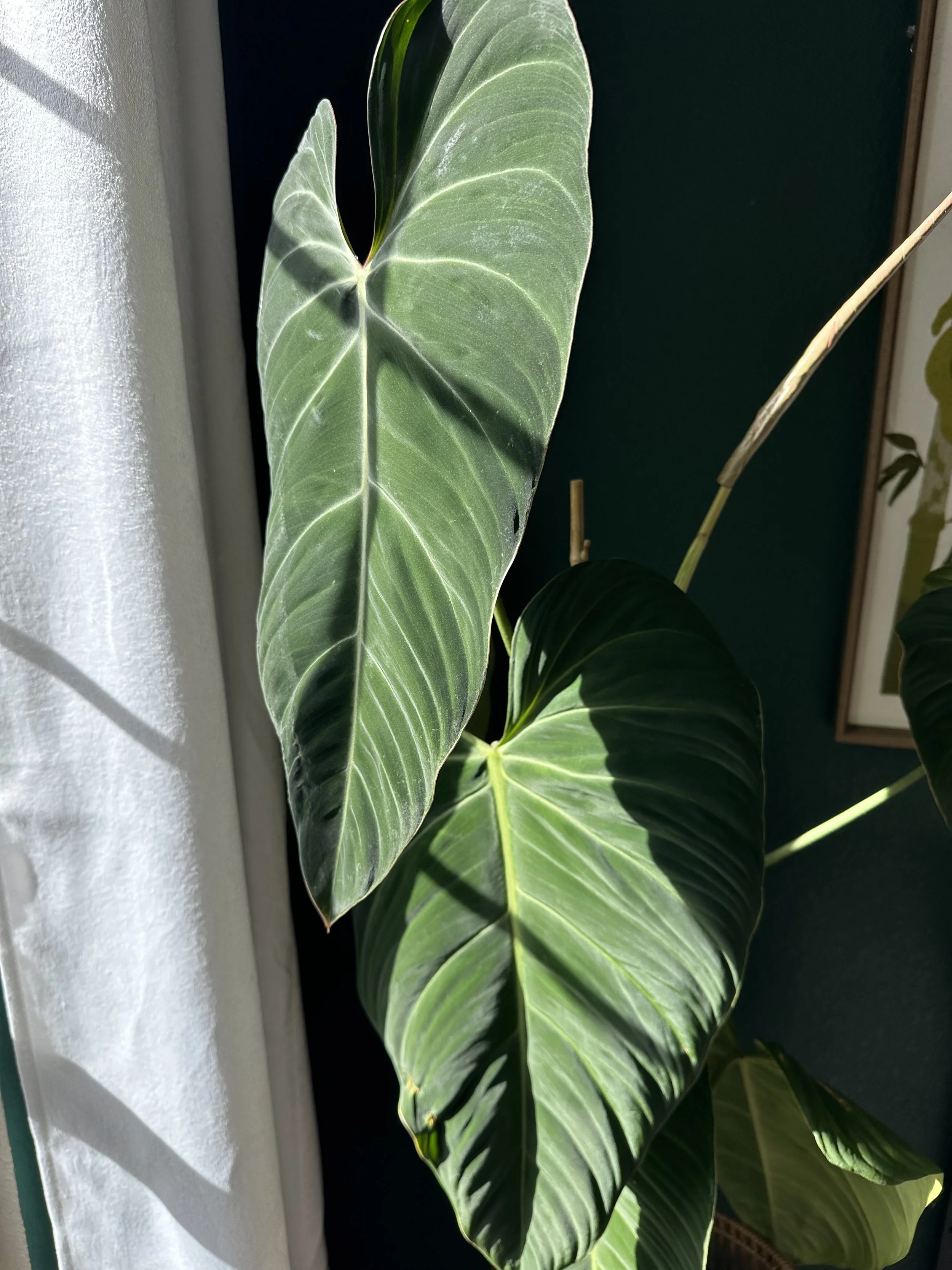 healthy philodendron leaf showing strong growth in proper indoor plant conditions