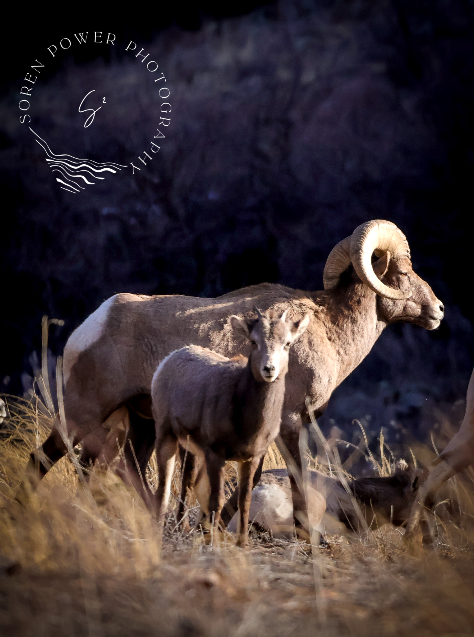 Watching Over the Young