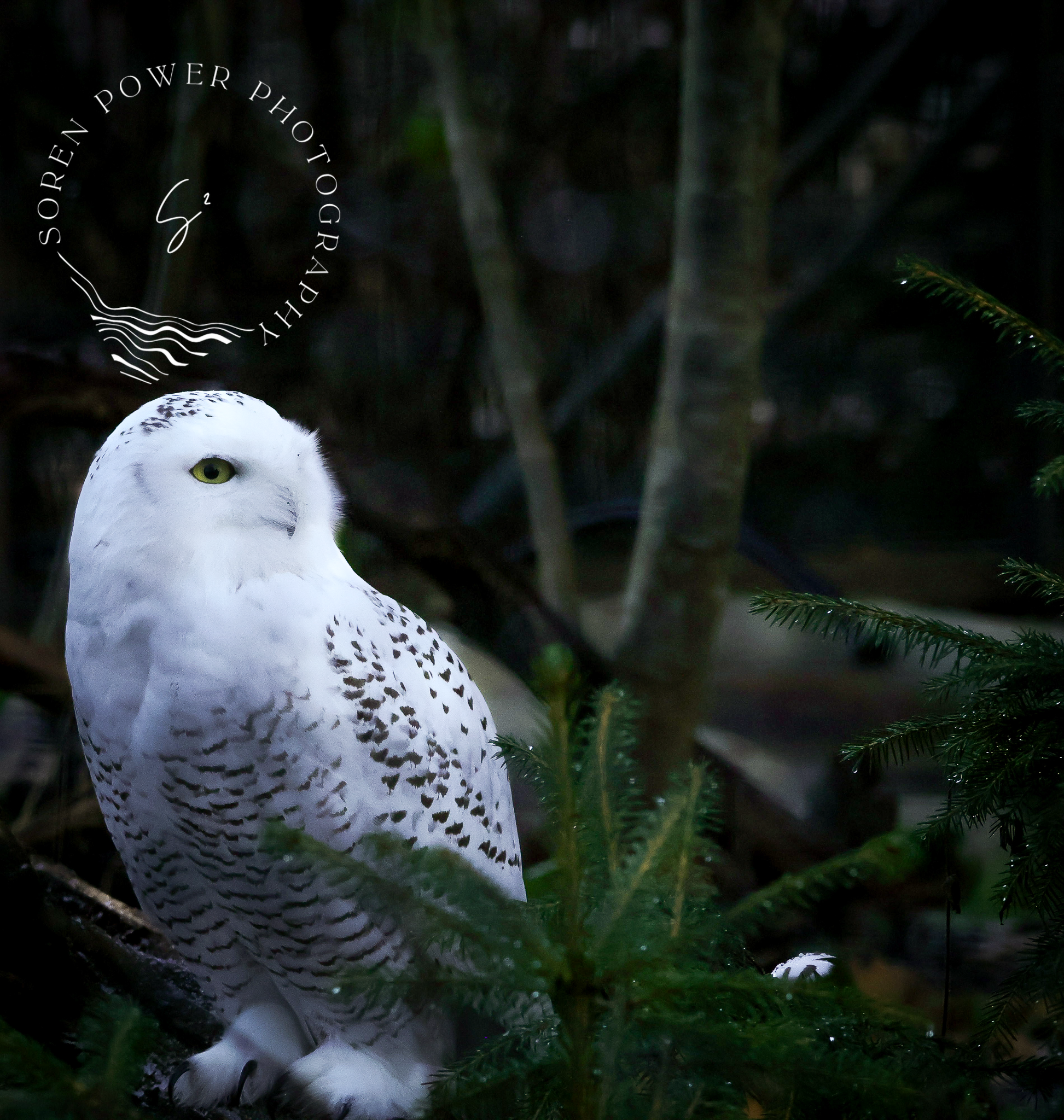 Peppered Feathers in the Snow