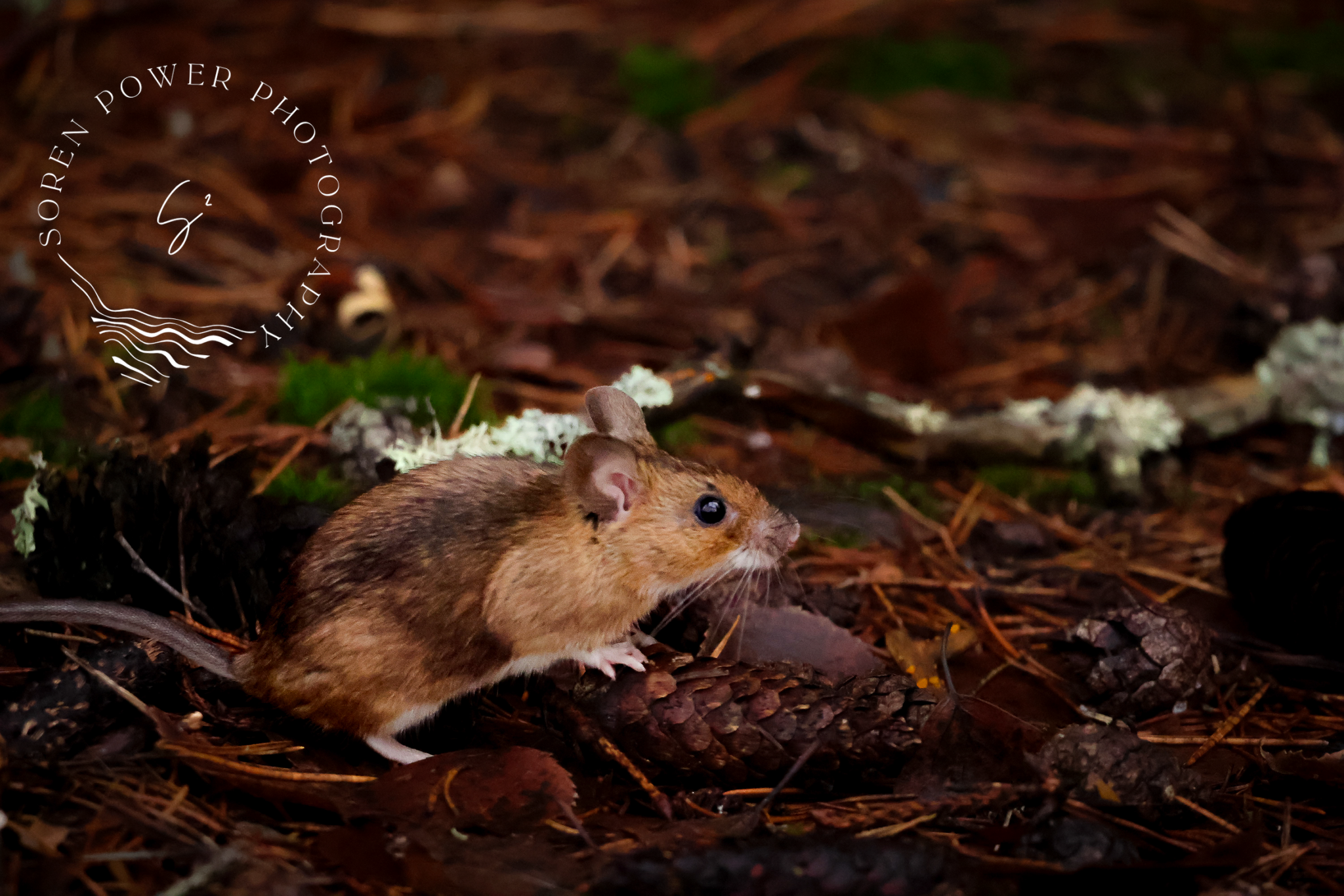A Little Friend in the Forest