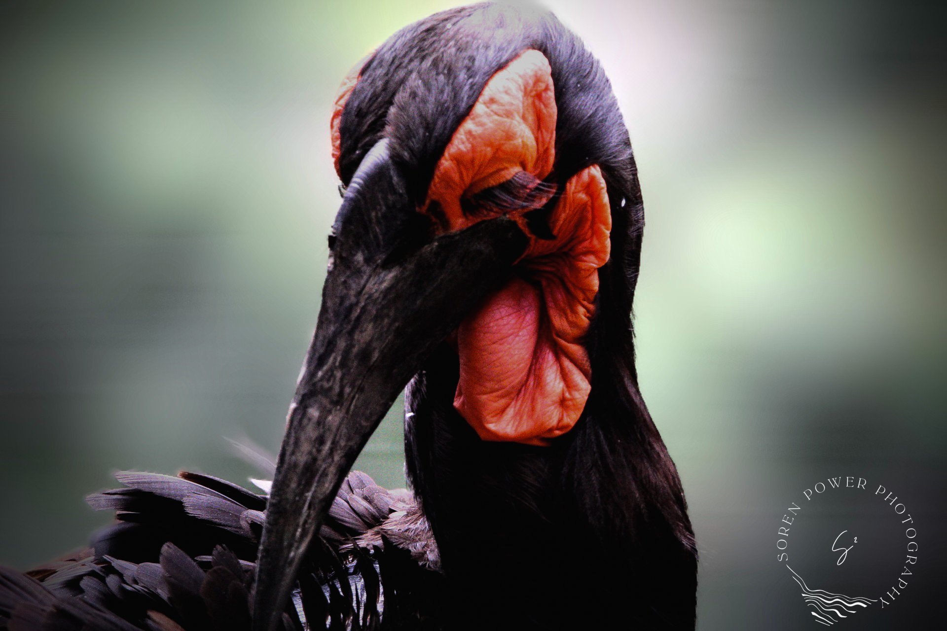 Southern Ground Hornbill Posing
