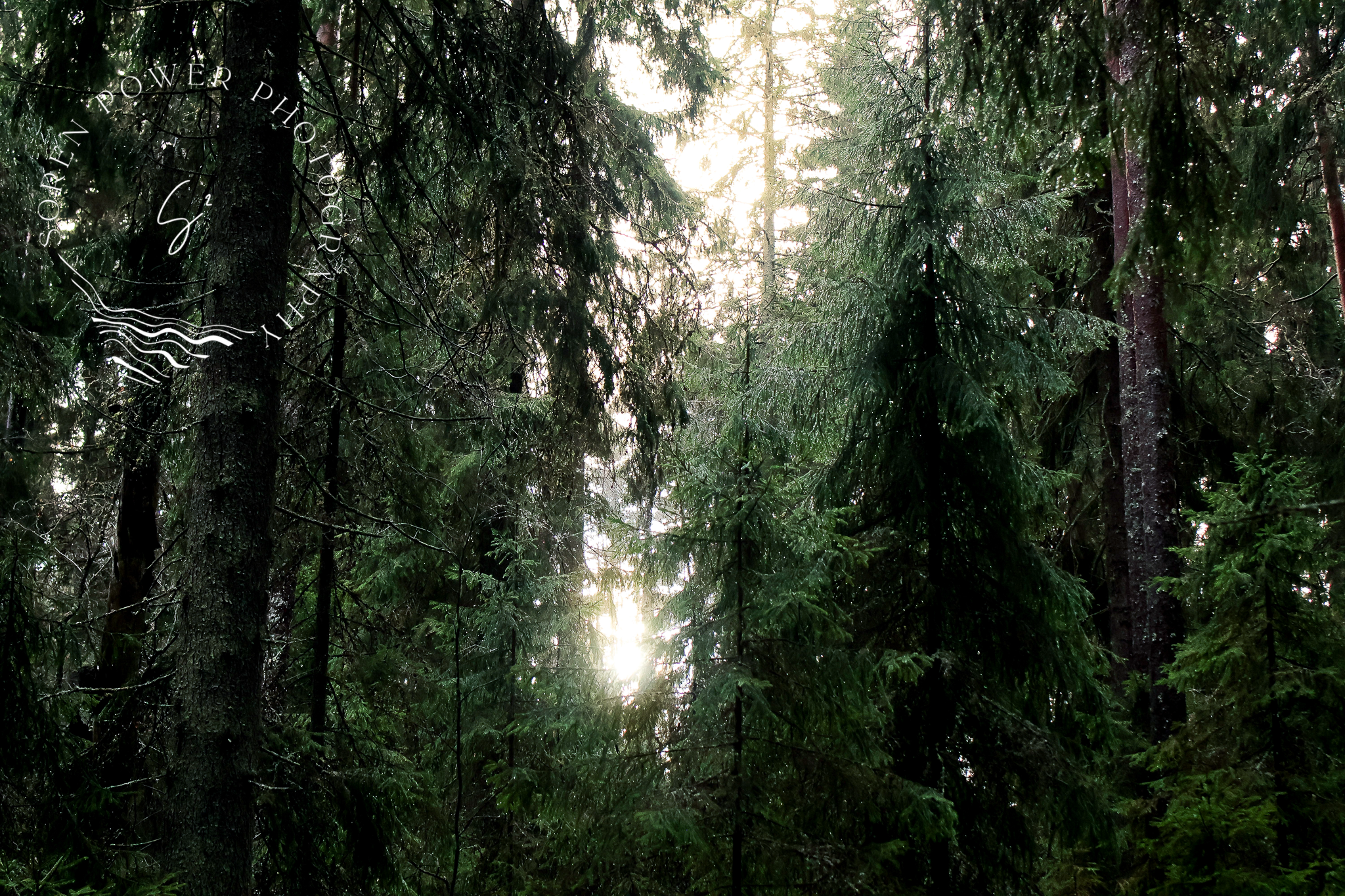 The Trees Weep and Whisper