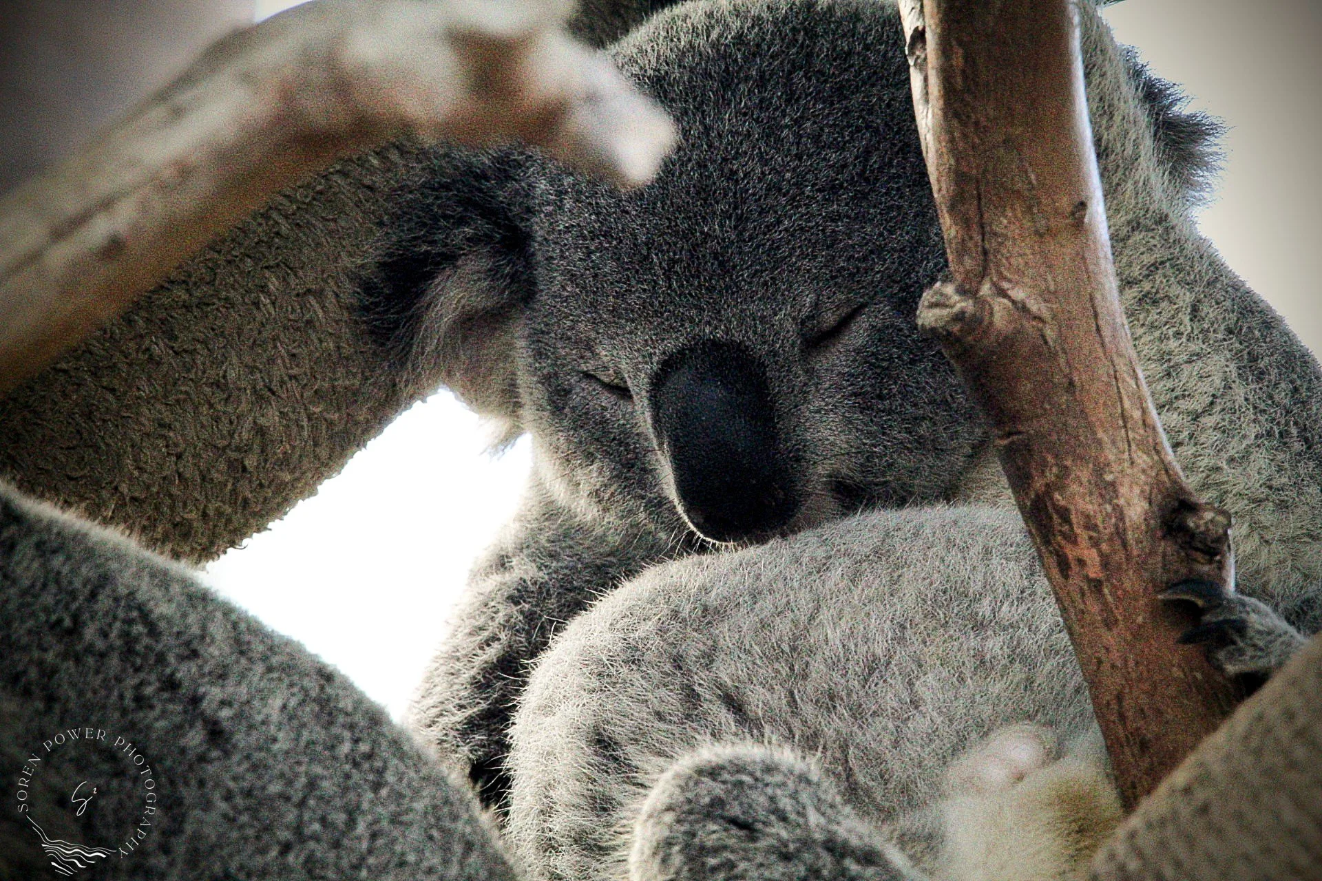 Koala-ty Sleep is Important