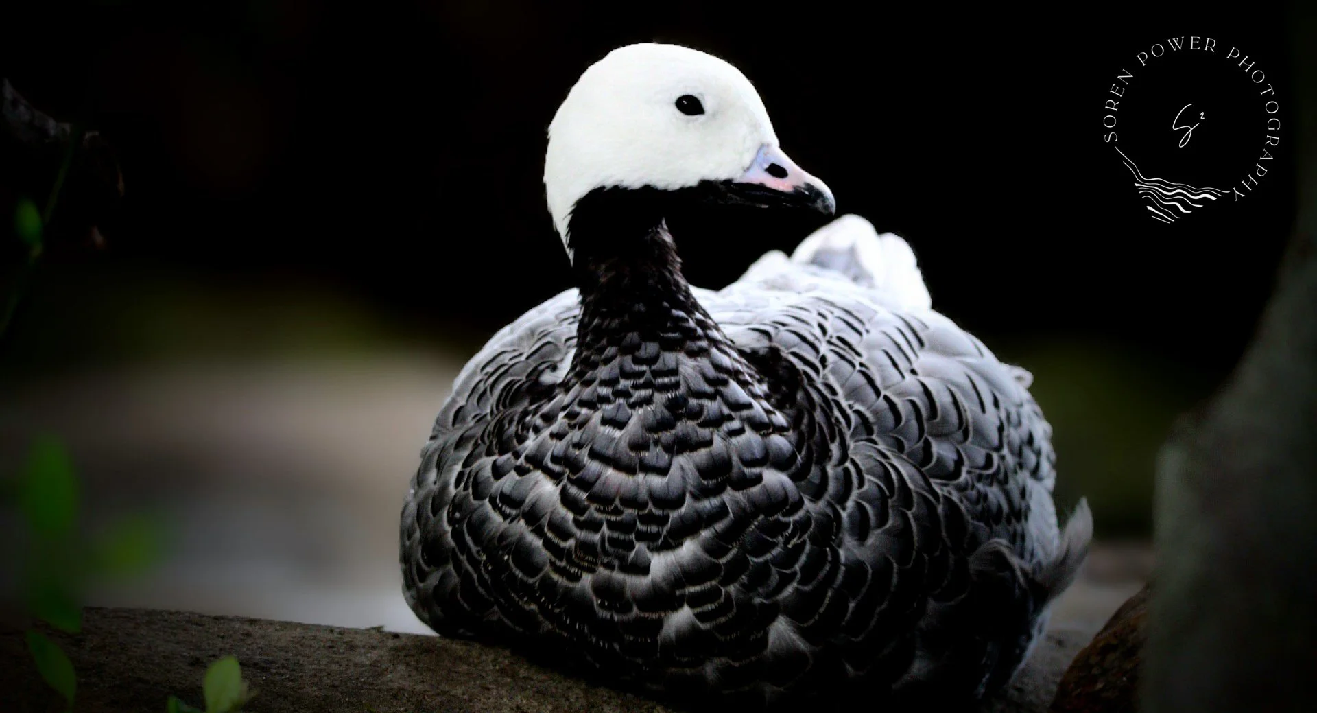 What a Beautiful Goose