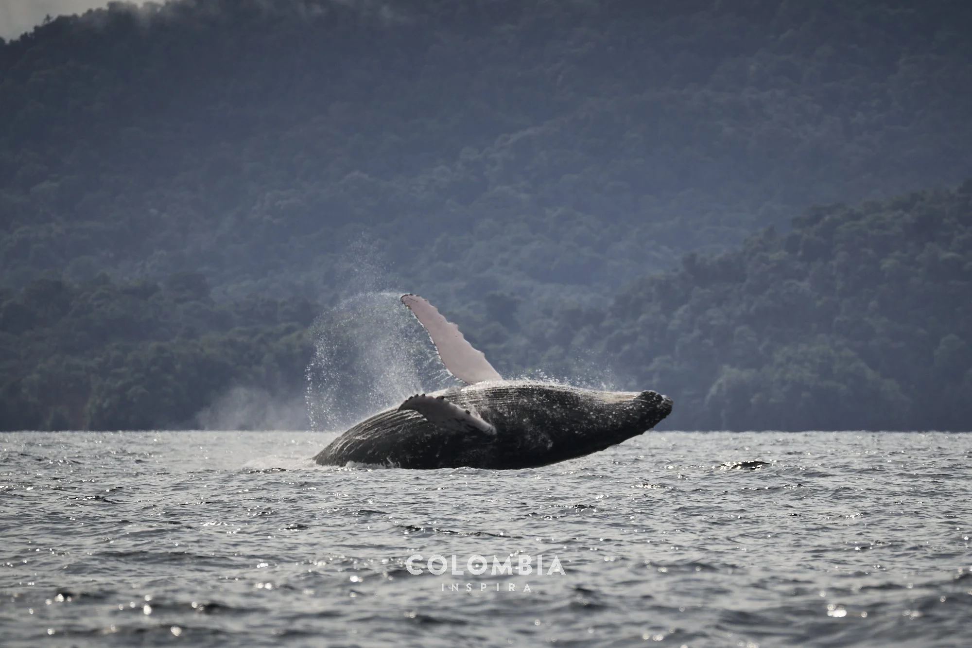 A whale breaching the water near a forested shoreline in Colombia