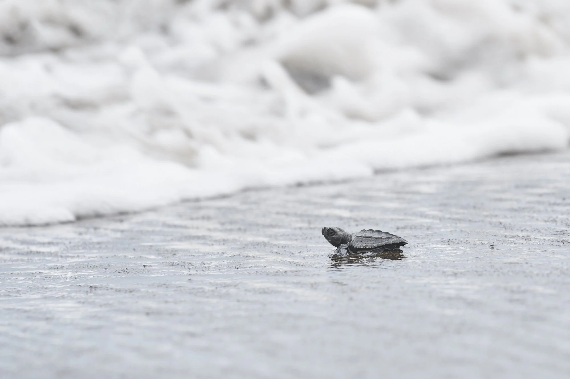 A tiny turtle on a wet sandy beach with foamy waves in the background.