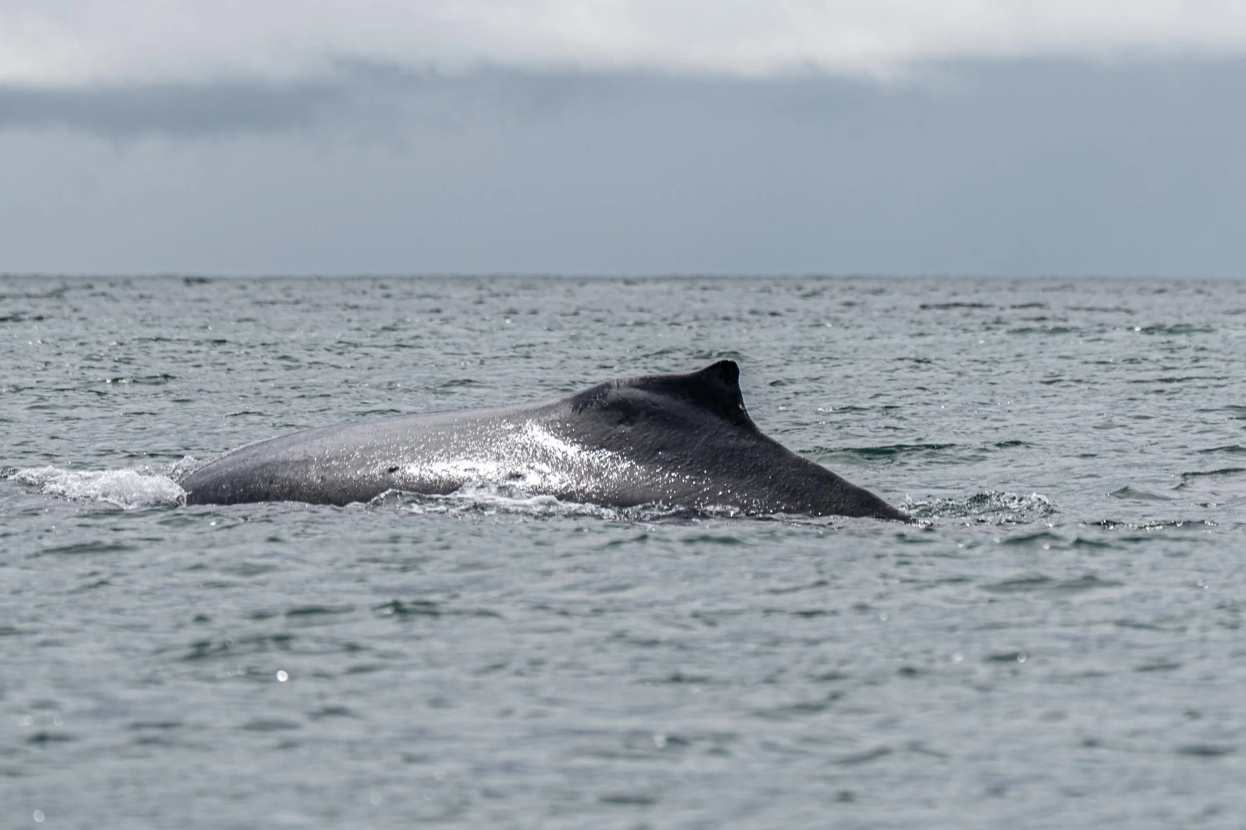 A humpback whale partially submerged in the ocean, with its head and part of its back visible above the water surface, under a cloudy sky.