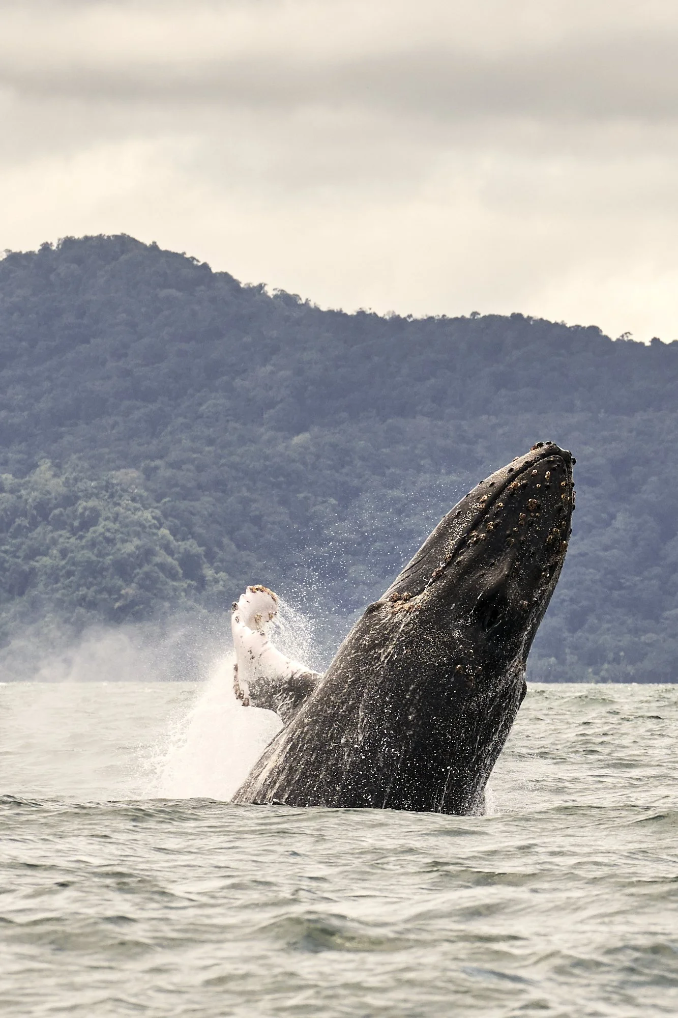 A humpback whale breaching the water, with only part of its back and tail visible, against a backdrop of mountains and cloudy sky.