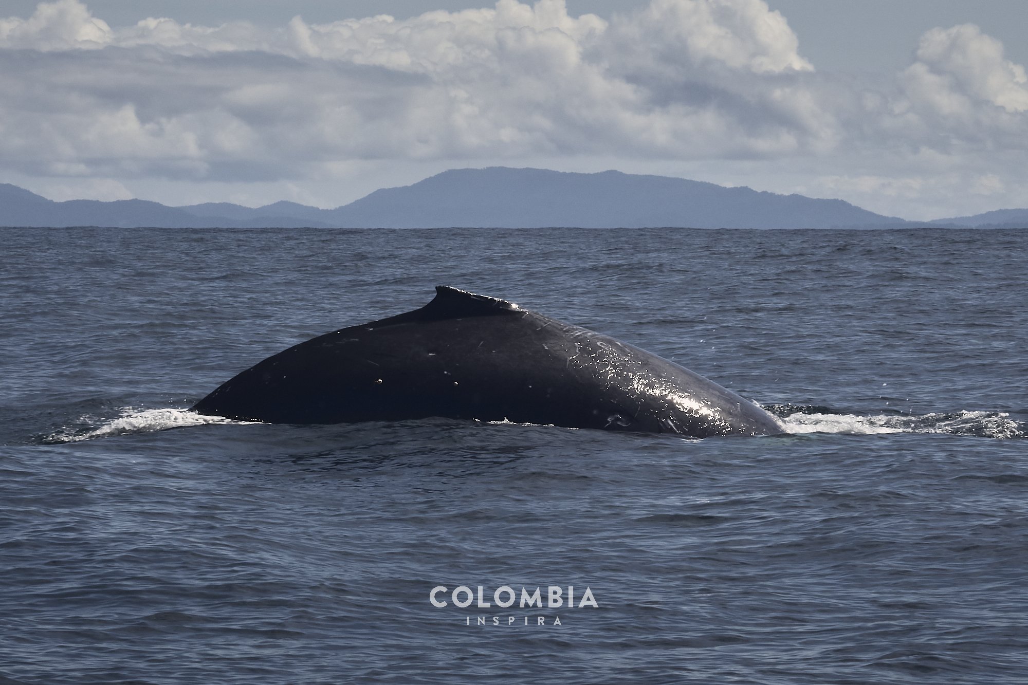 La danza de las Yubartas, Pacífico Río