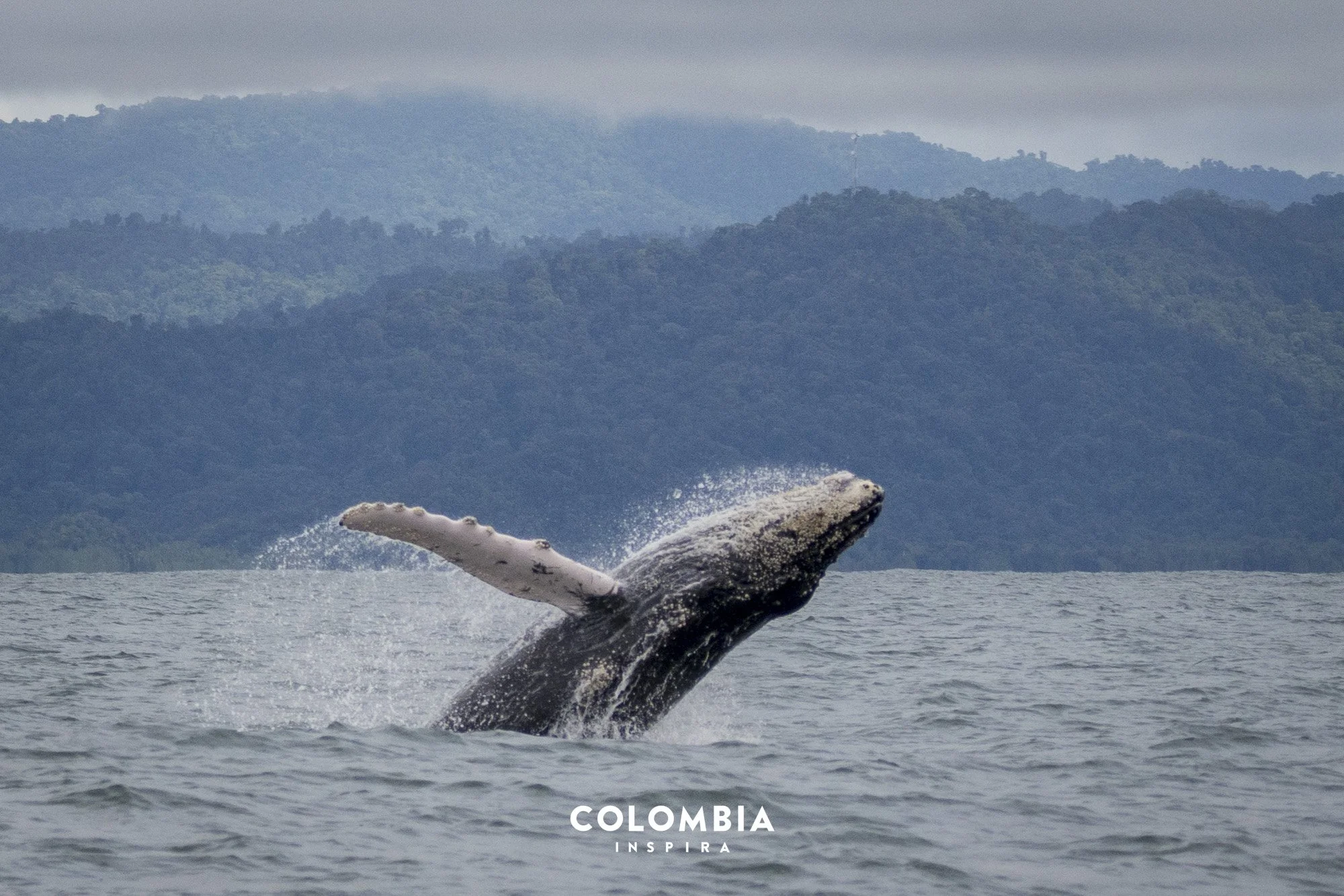 La sala cuna de las ballenas jorobadas, Pacífico Utría