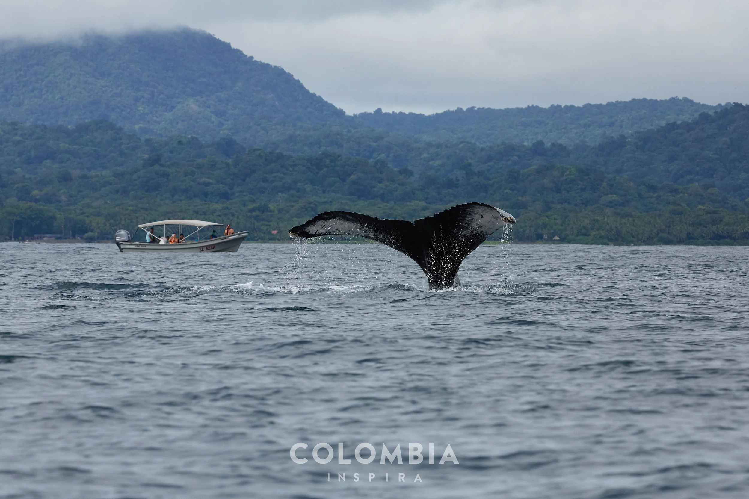 Pacífico Río, La danza de las Yubartas