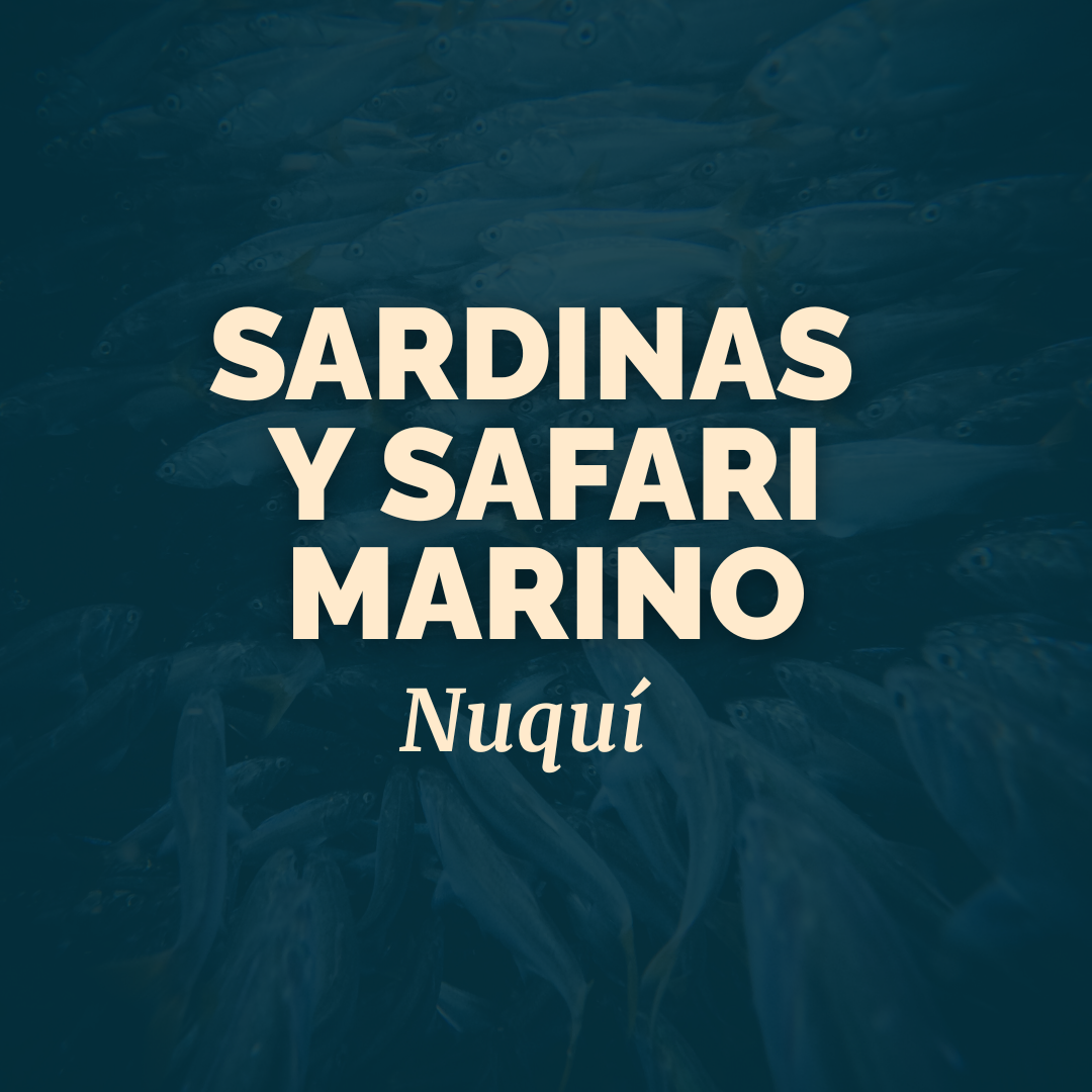 Sardinas y Safari Marino | Experiencia Cocreada con ALTAMAR Y CASA BALAE