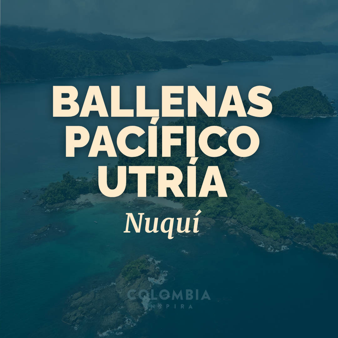 La sala cuna de las ballenas jorobadas, Pacífico Utría (copia)