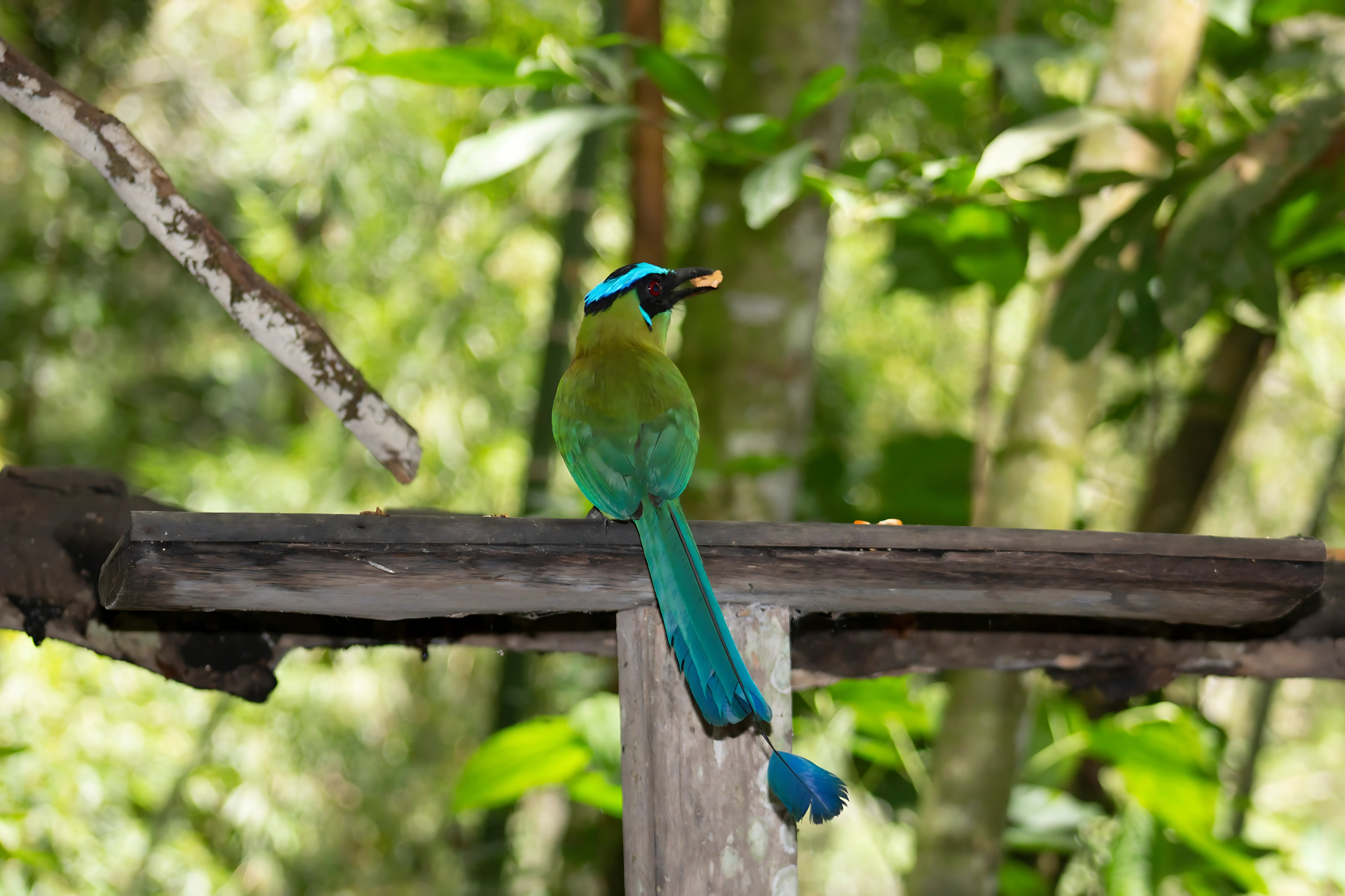 bird watching in Antioquia