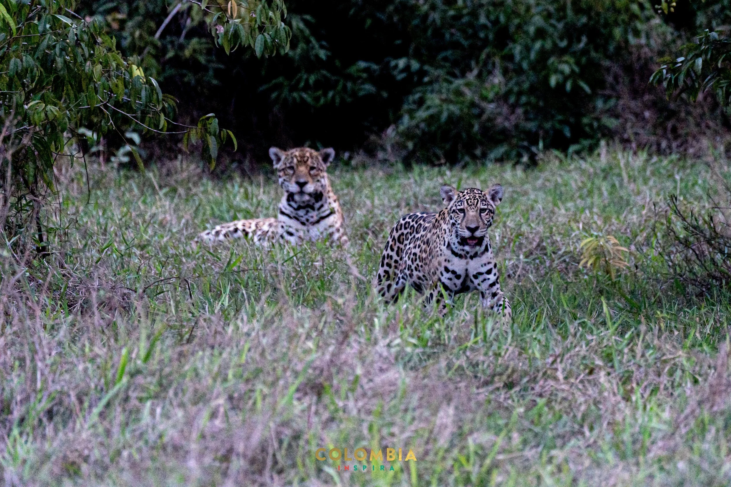 Jaguar, the largest cat in the Americas, on the Colombian safari