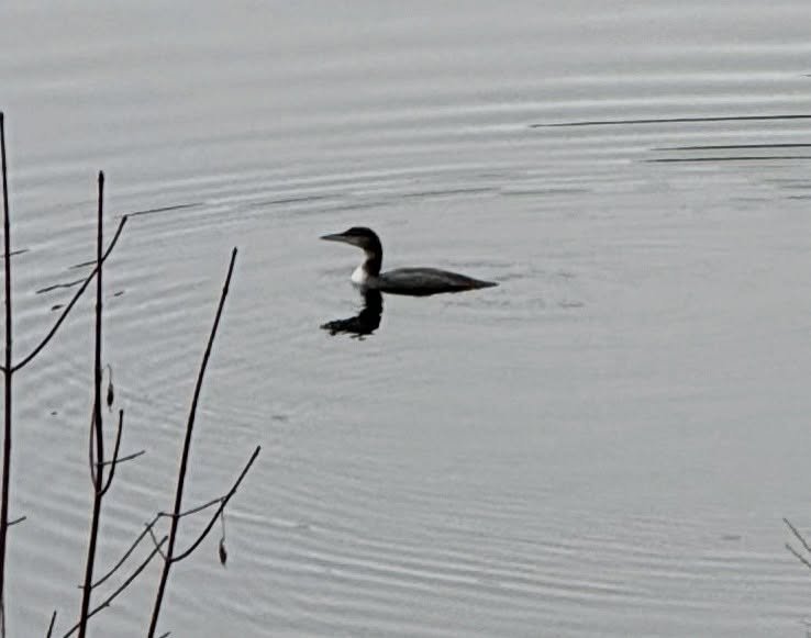 Our loon chick on November 25th. The chick will likely be leaving very soon on its journey to the Atlantic coast.