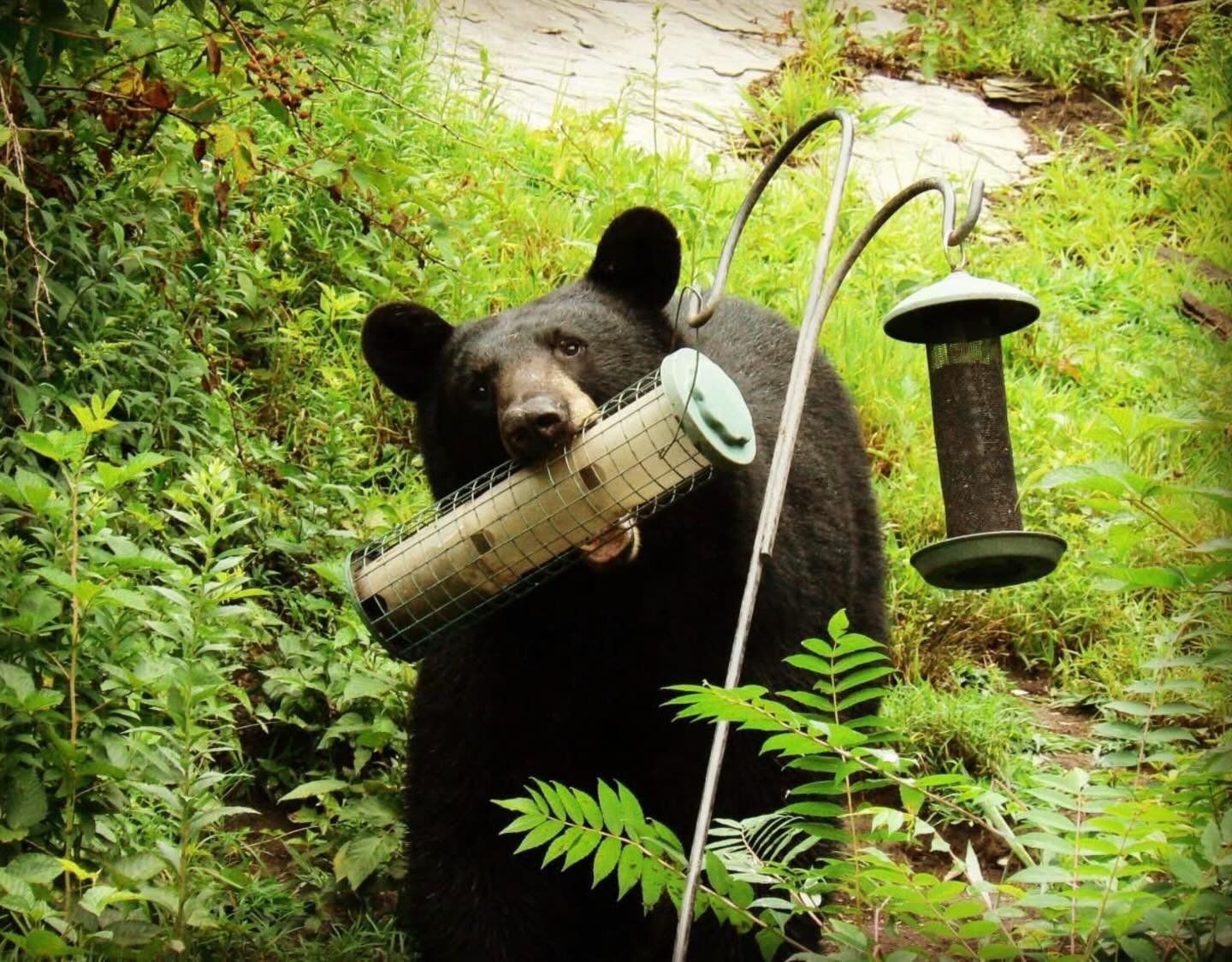 Bears are out and about and they are HUNGRY.  NH Fish &amp; Game advises taking bird feeders down by April 1st.