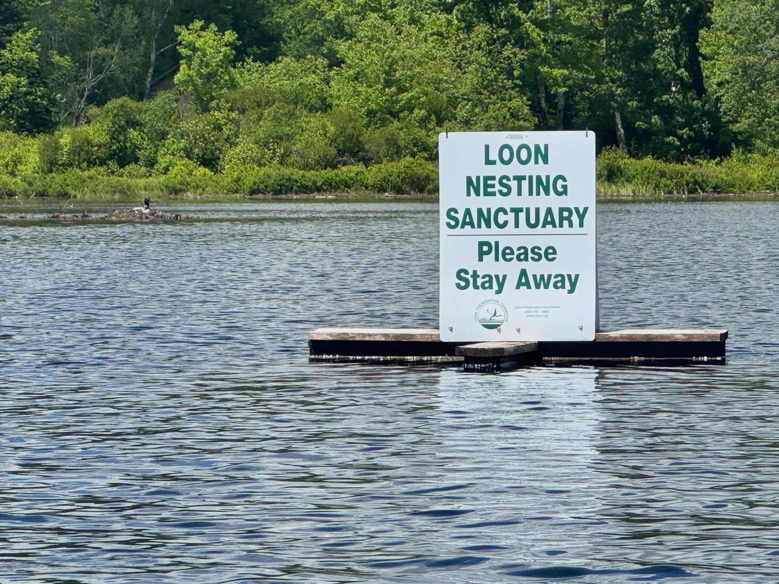 Our loons are nesting!  They once again decided to build a nest instead of using the protected nest placed to assist them.  The Loon Preservation Committee interns, Caden &amp; Mariah, came out today to place the &ldquo;Loon Nesting Sanctuary&rdquo; 