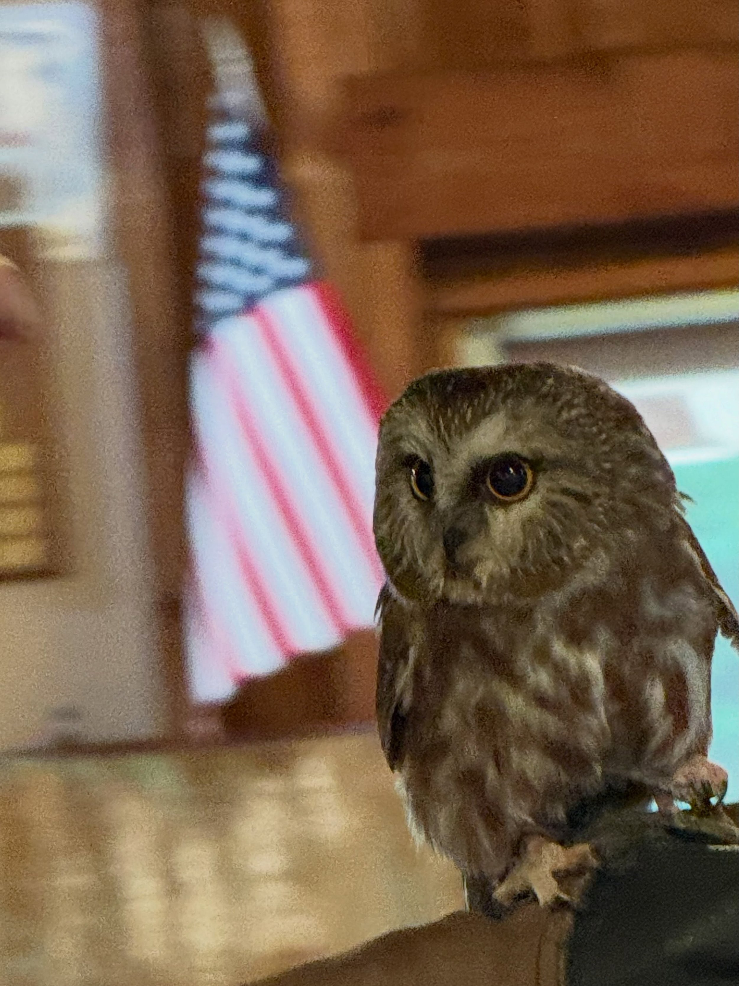 The northern saw-whet owl at Lake Day.  What a treat to see this beauty up close.