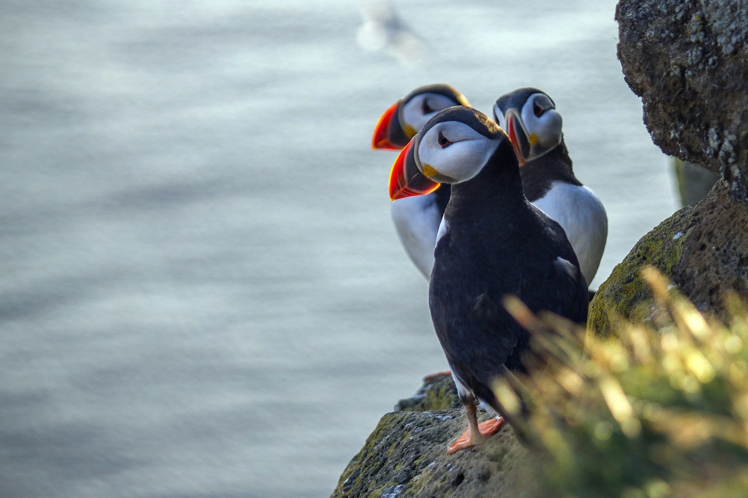 Puffin Season at RSPB Bempton Cliffs: Where to Stay for the Best Birdwatching in Yorkshire