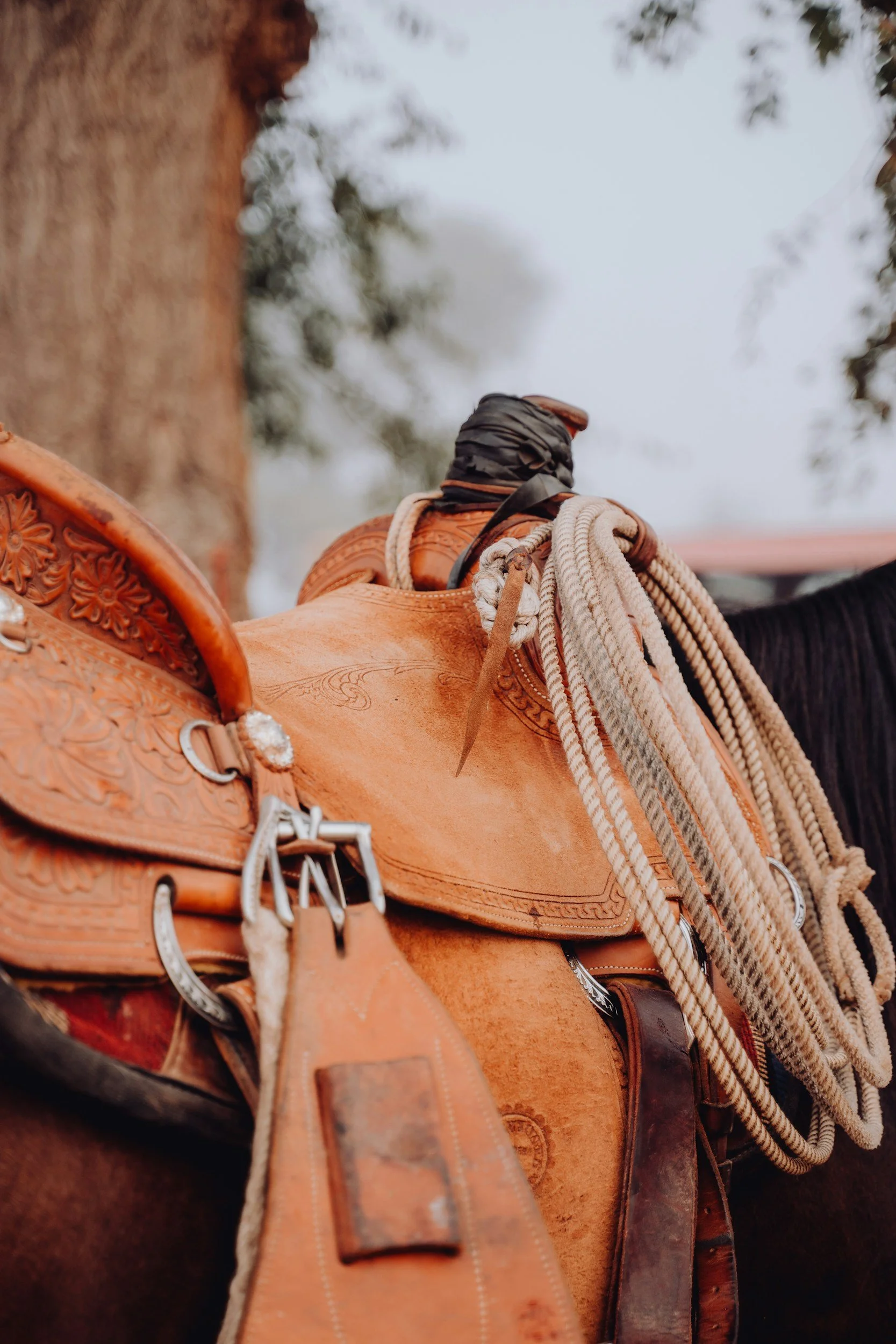 Close-up of a brown leather saddle with detailed tooling, silver conchos, and horse reins hanging from it, mounted on a black horse, outdoors with tree and sky in the background.