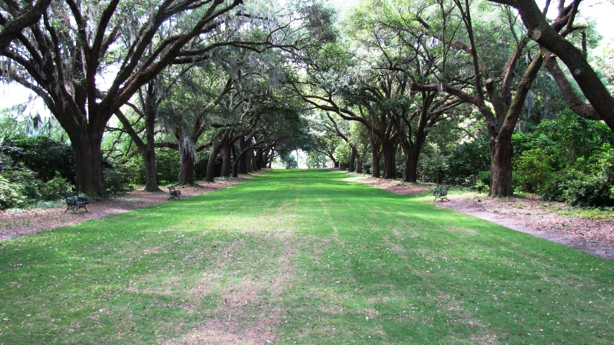 Live oak avenue at Charles Towne Landing in West Ashley, Charleston