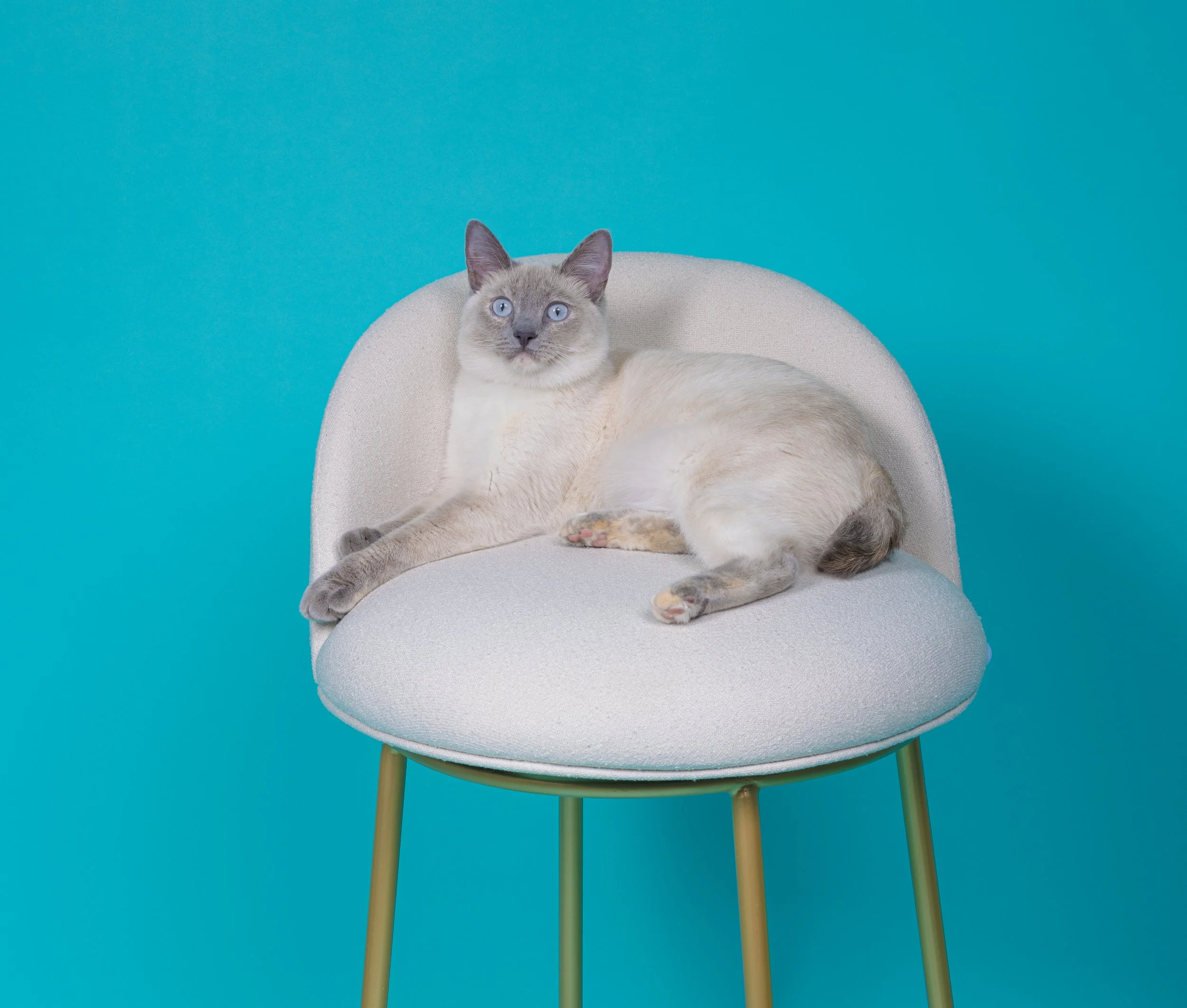 A Siamese cat with blue eyes relaxing on a light gray cushioned chair with gold legs against a bright turquoise background.