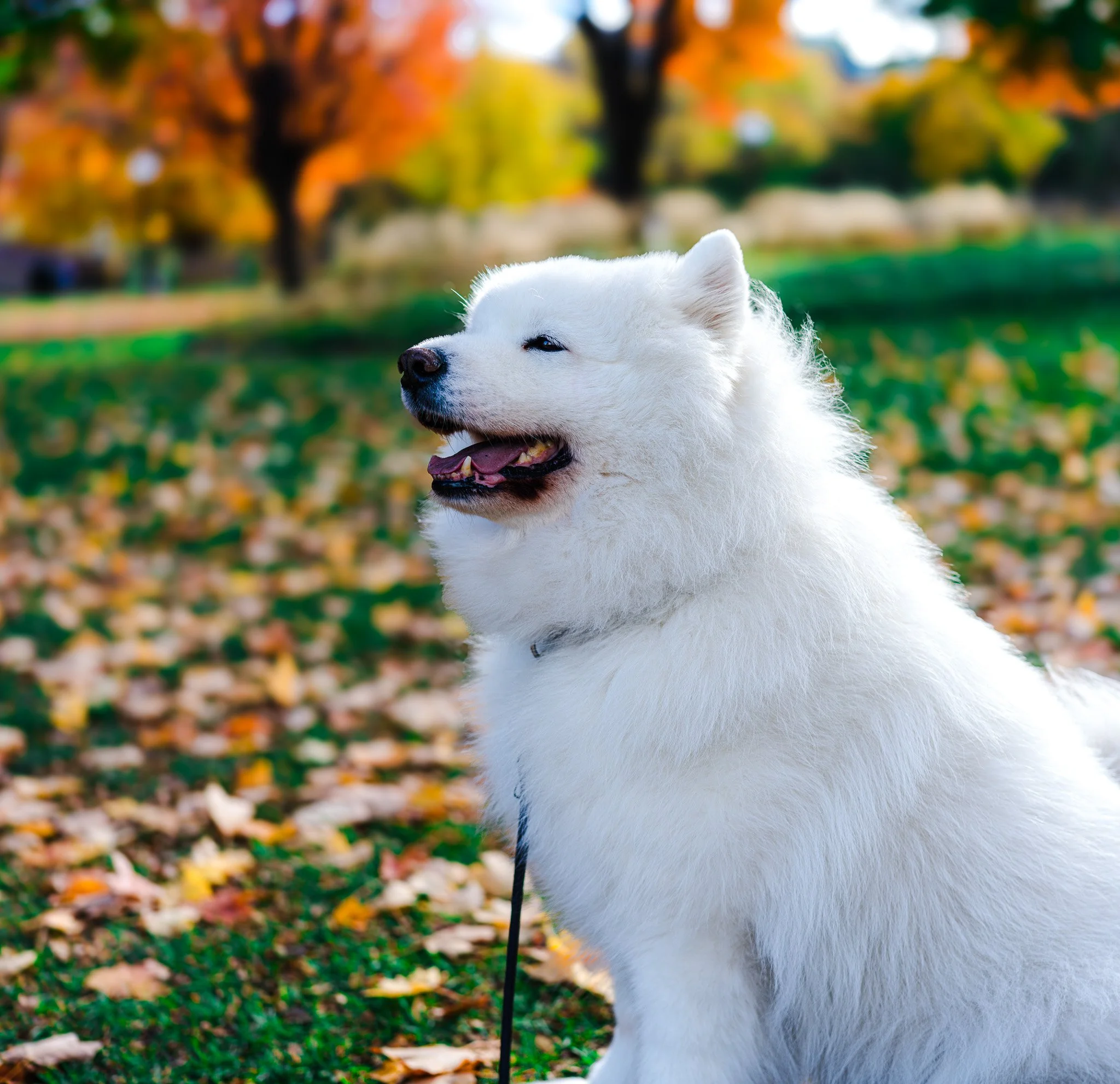 A white Siberian Husky dog with a fluffy coat sitting outdoors on a fall day with colorful autumn leaves on the ground and trees in the background.
