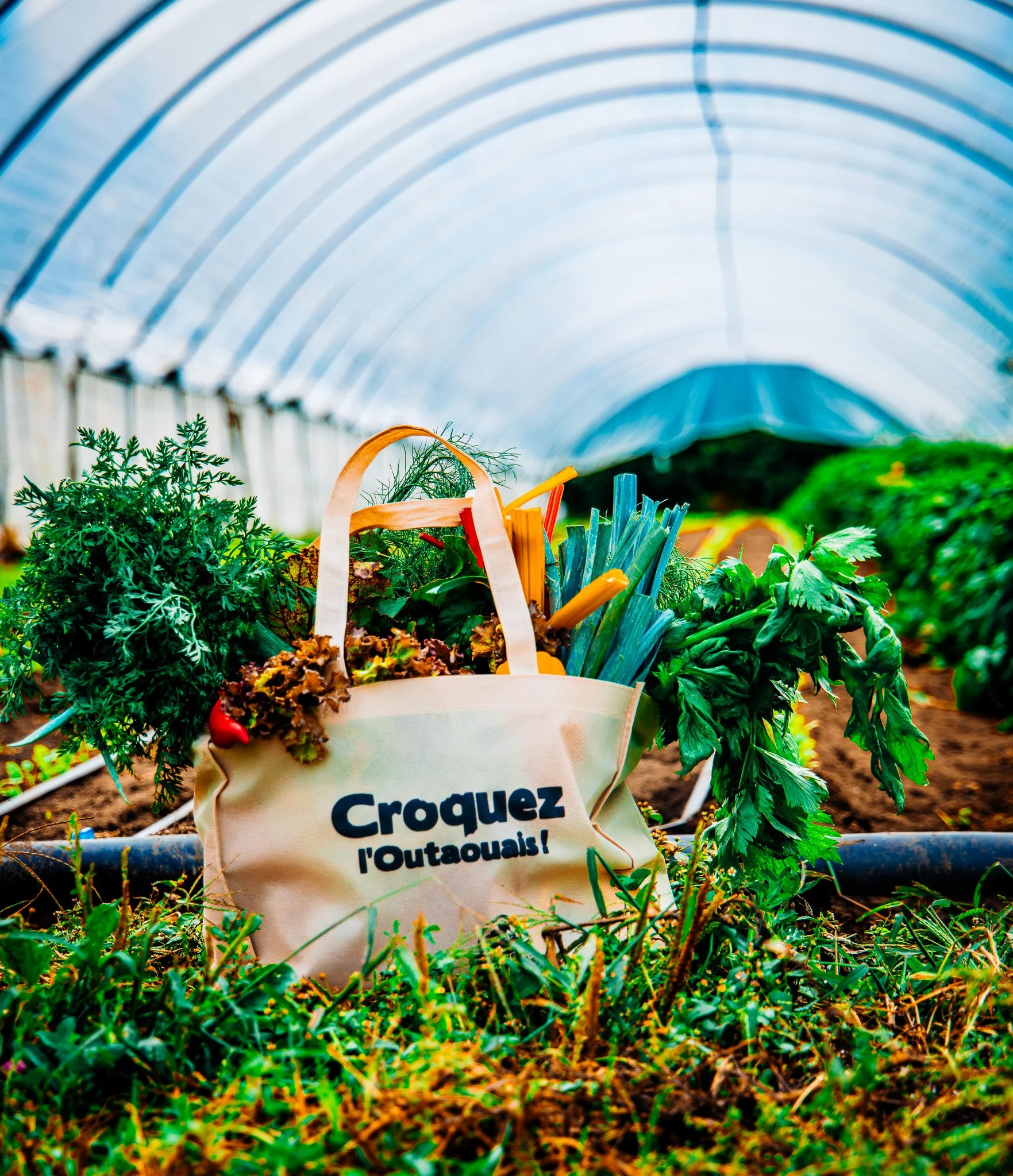 A tote bag filled with gardening tools and herbs inside a greenhouse.