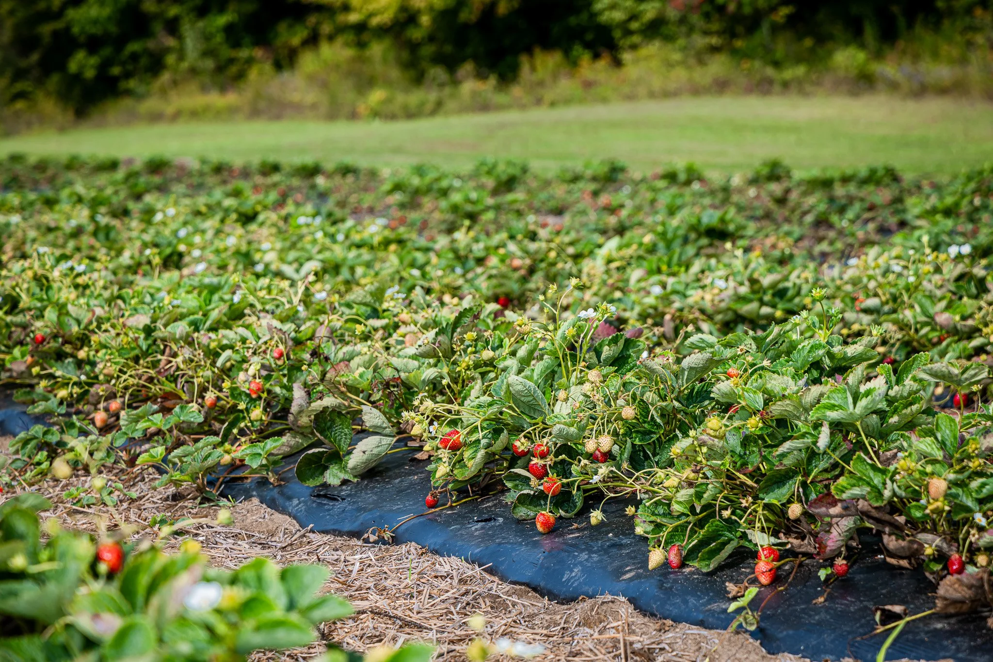 A strawberry field with ripe red strawberries on low plants, covered with black plastic mulch, and a green grassy area in the background.