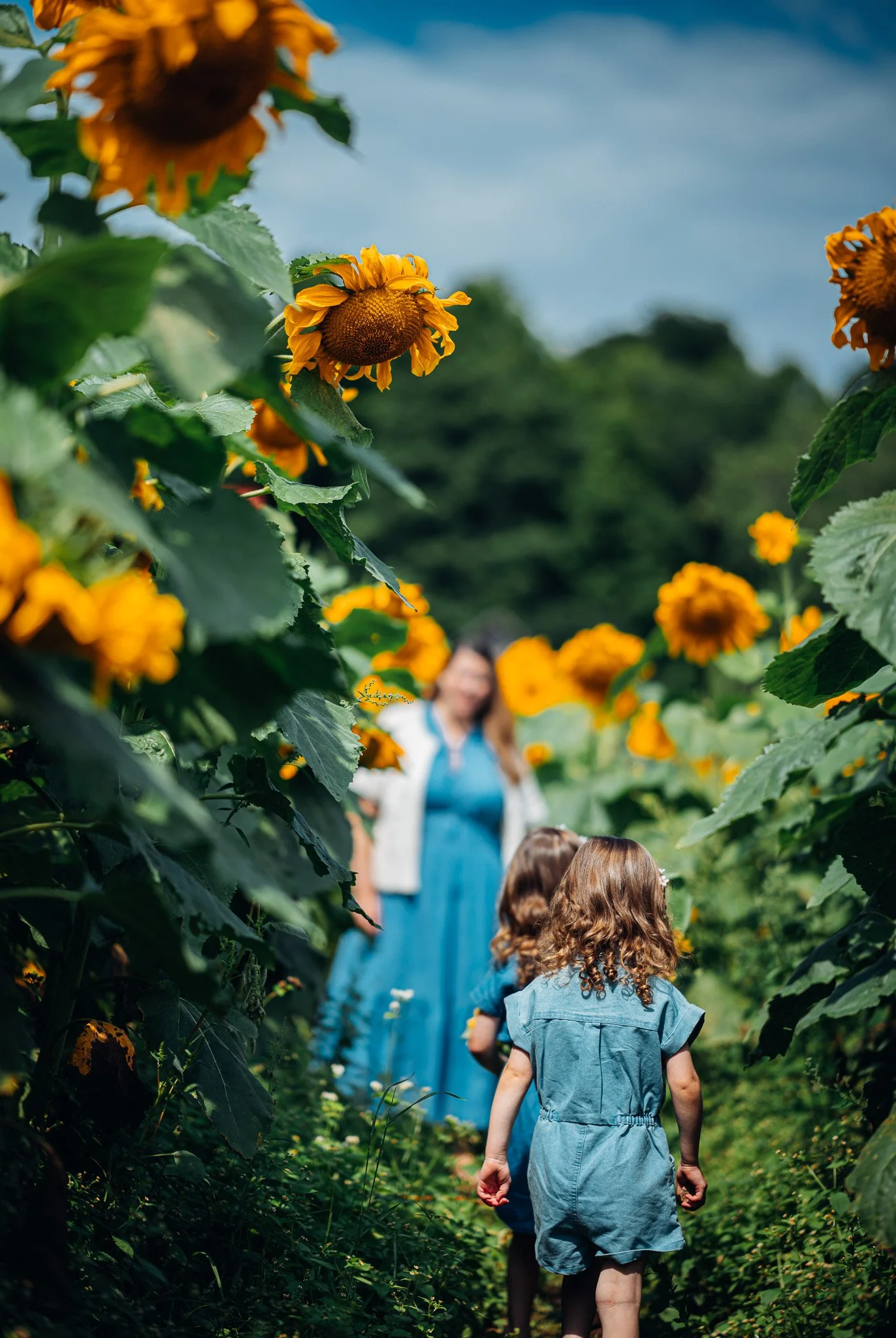 A group of children and an adult walking through a sunflower field in the daytime, with lush green foliage and a cloudy sky.