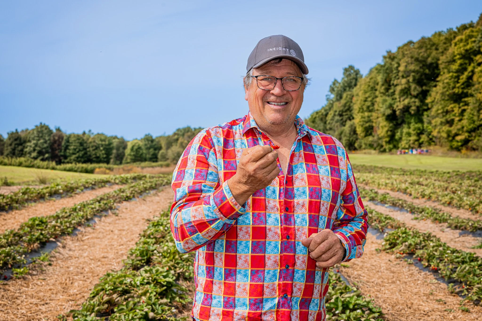 A man with glasses and a gray cap smiling and eating a strawberry in a strawberry field on a sunny day.