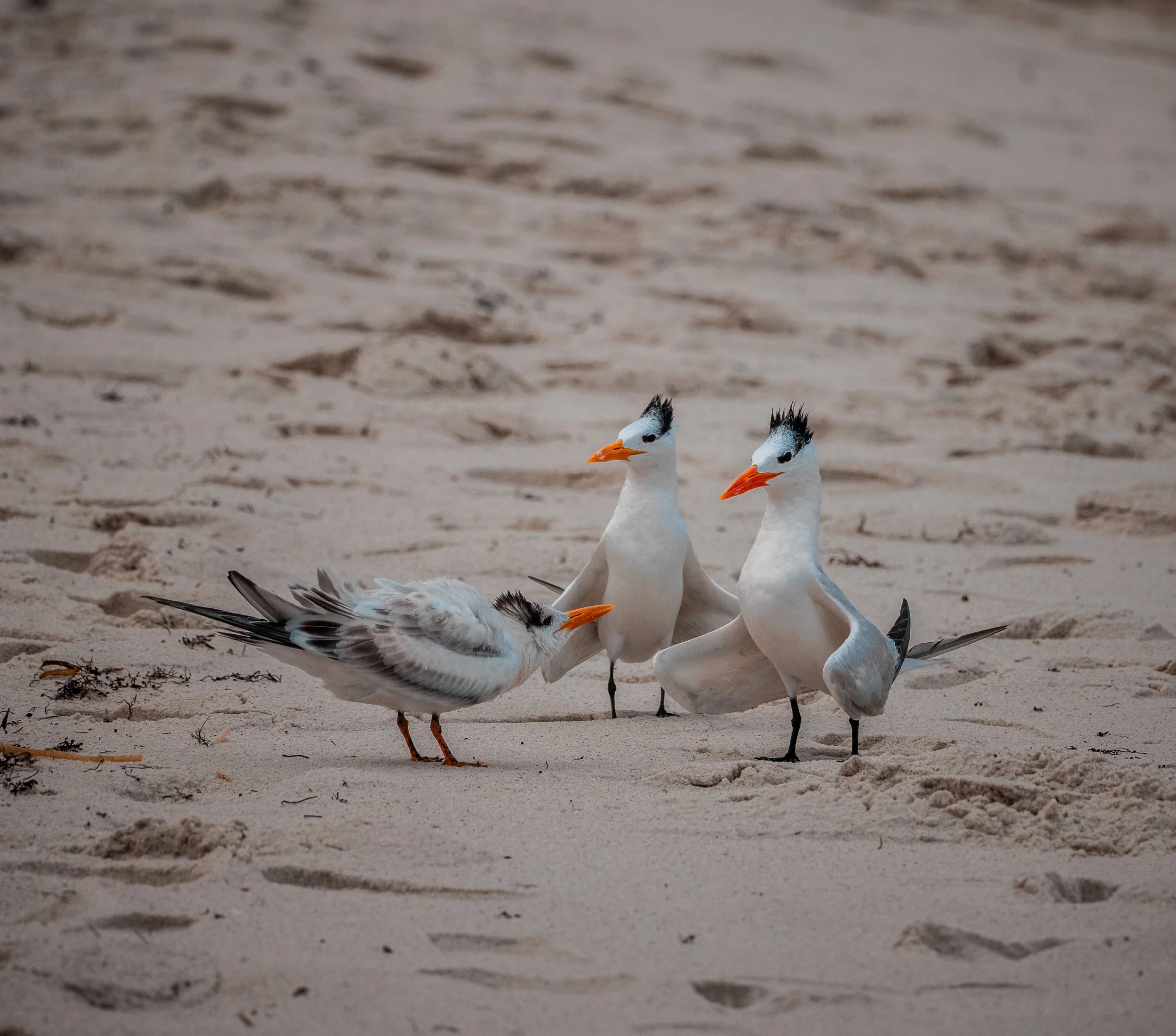 Three royal terns on the sandy beach, with two standing and one sitting, all with white bodies, black crests, and orange beaks.