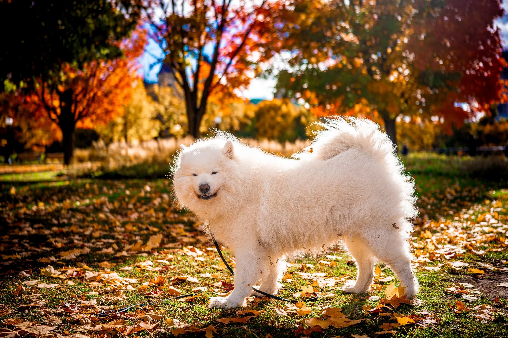 A fluffy white dog standing on autumn leaves in a park with colorful fall foliage in the background.