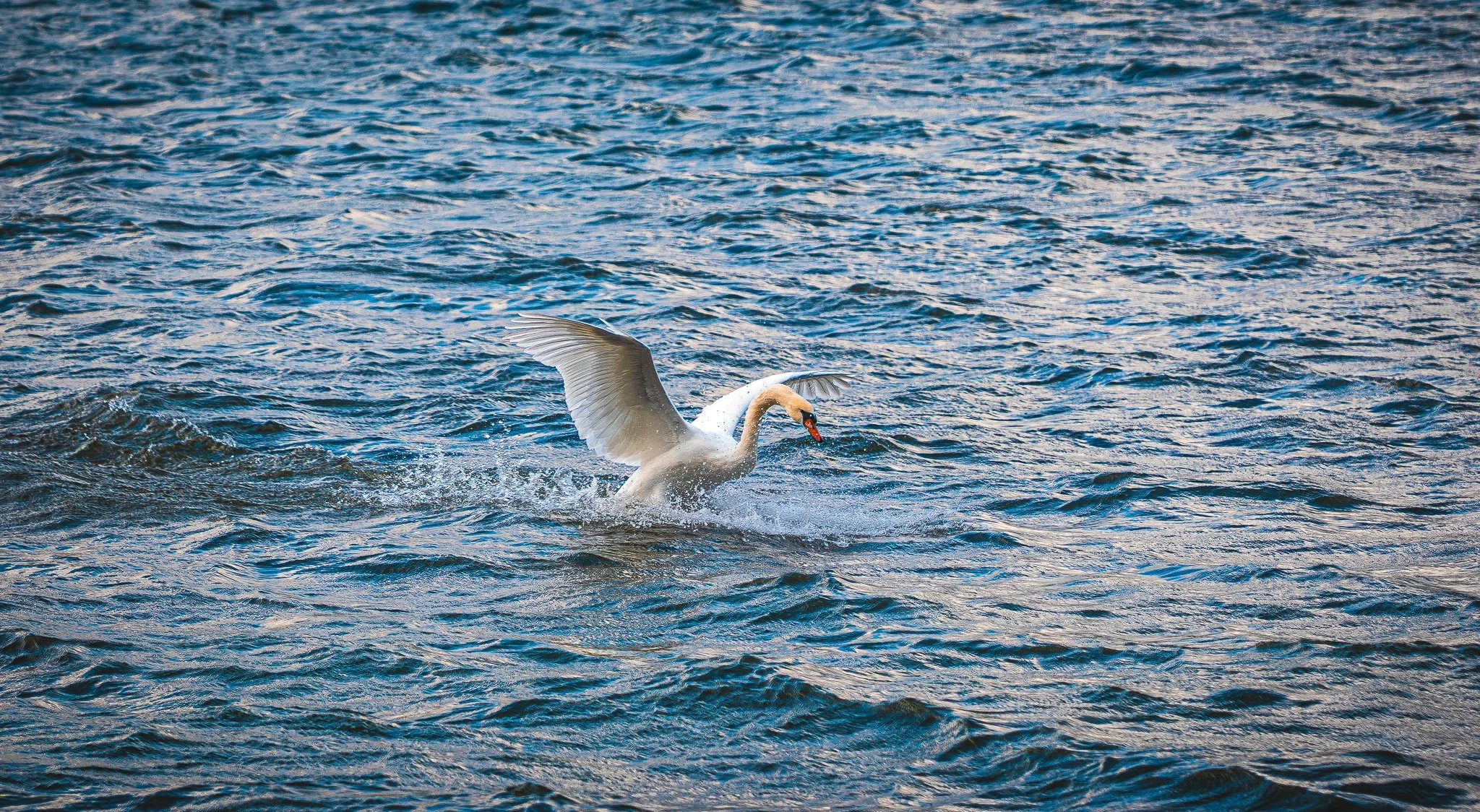 A white swan splashing on a dark blue body of water with ripples and waves, with its wings partially spread and its beak pointed downward.