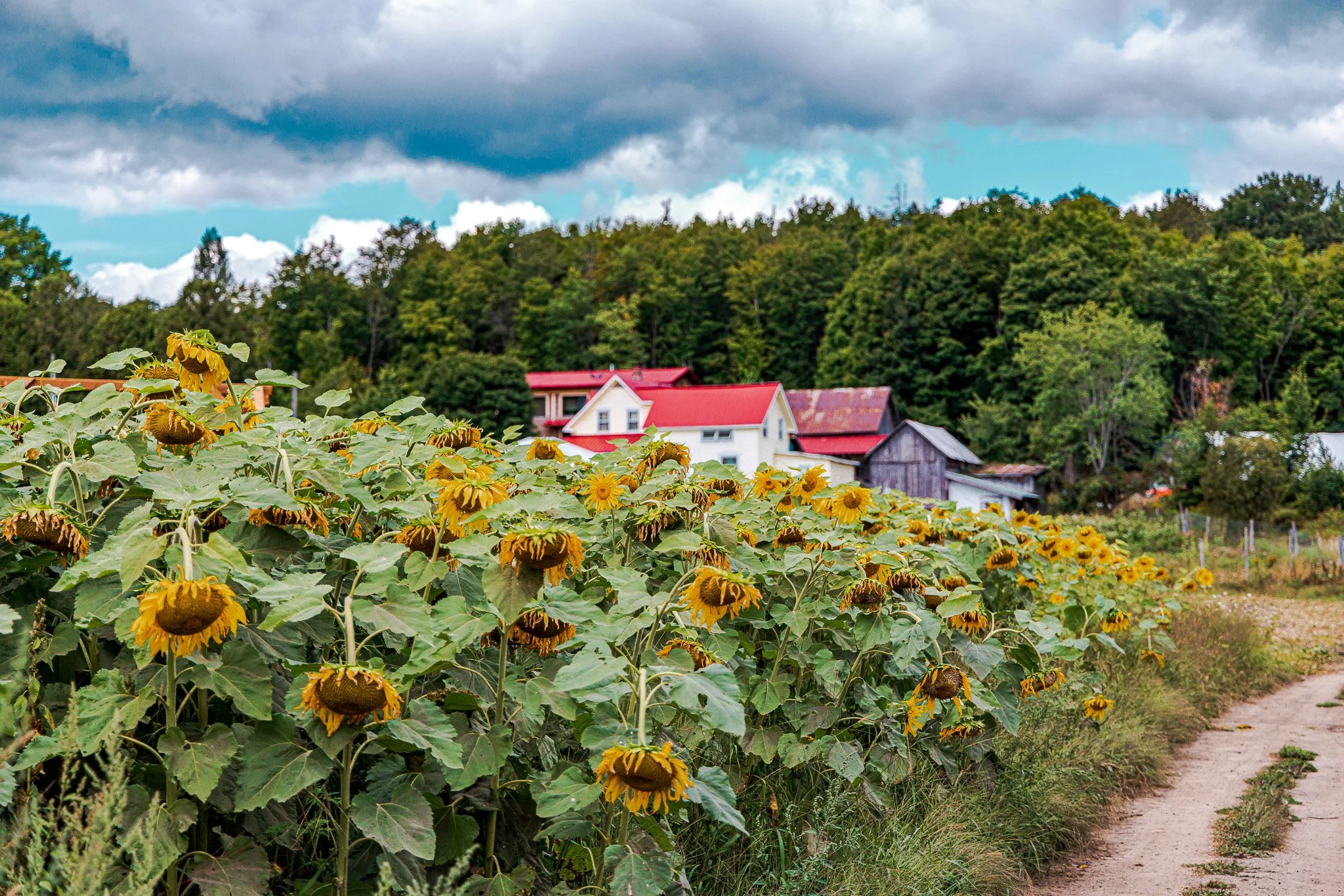Sunflowers growing along a dirt path in front of houses with red roofs, surrounded by trees and a cloudy sky.