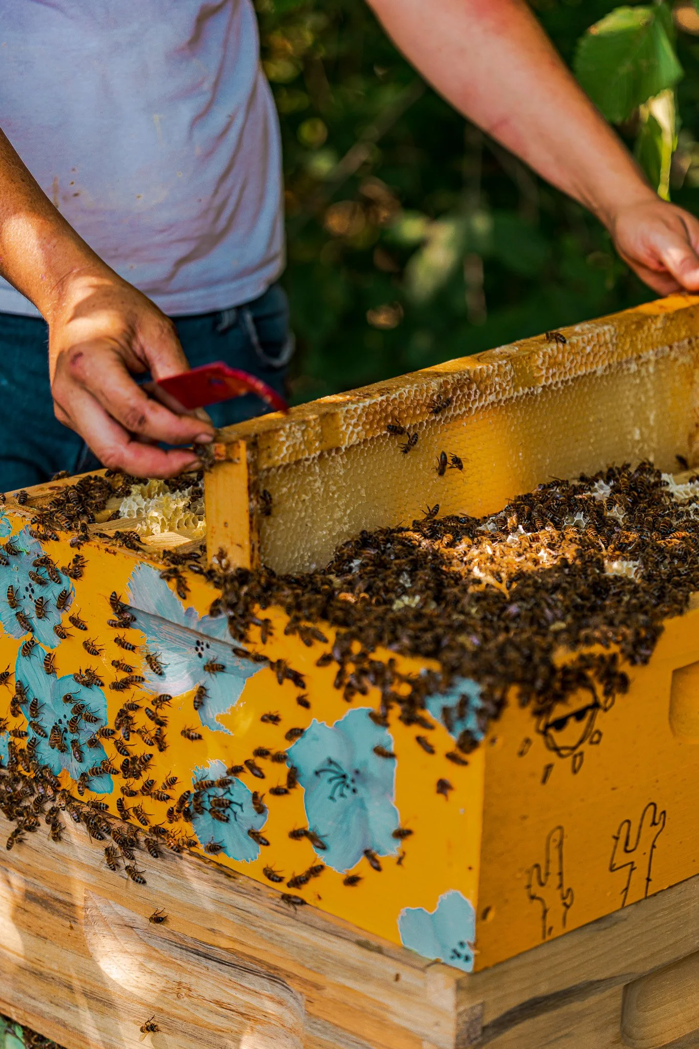 A person inspecting honeycomb frames in a yellow hive box while bees swarm around on the hive and table during daytime.