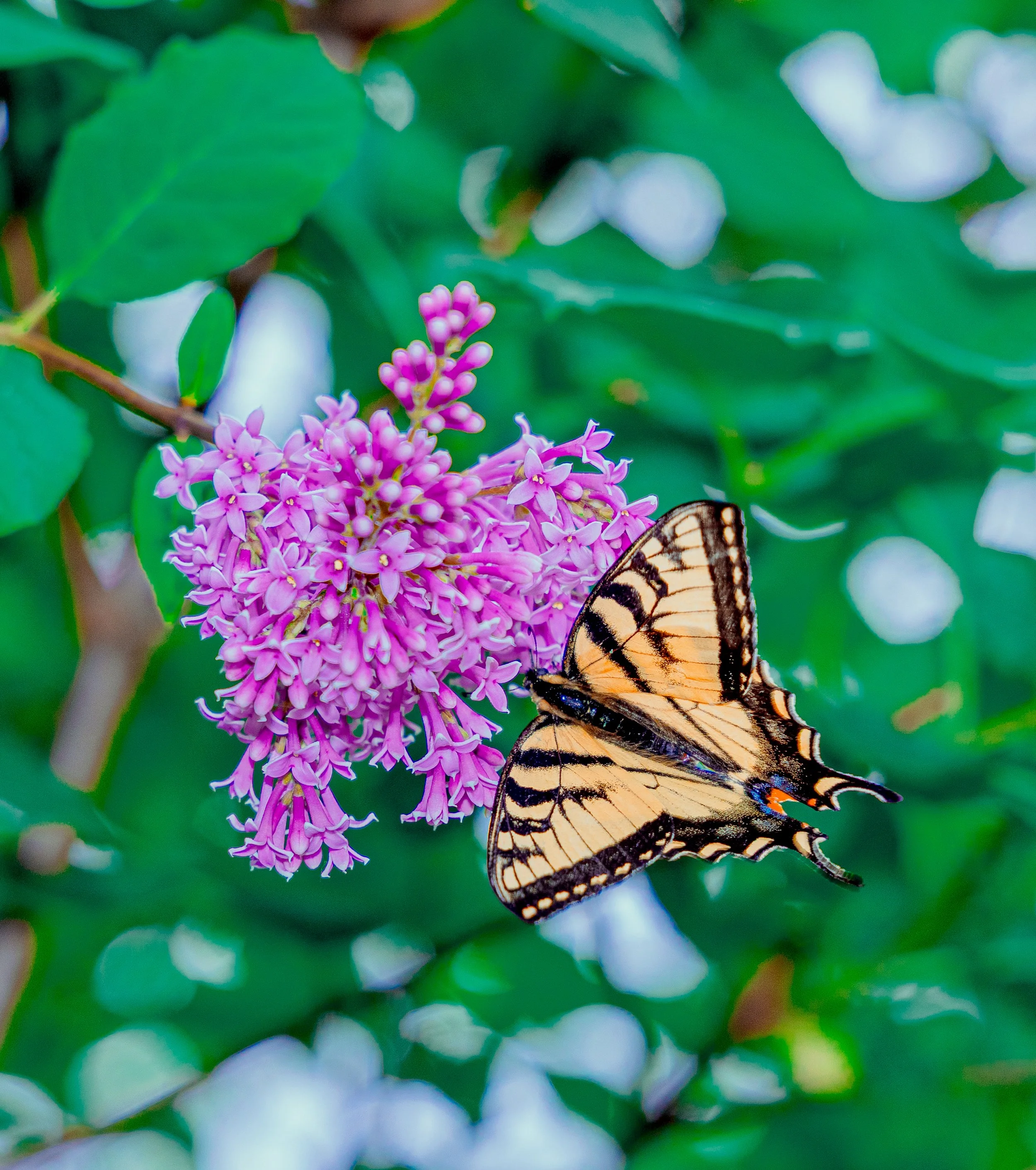 A butterfly perched on a cluster of pink flowers with a green leafy background.
