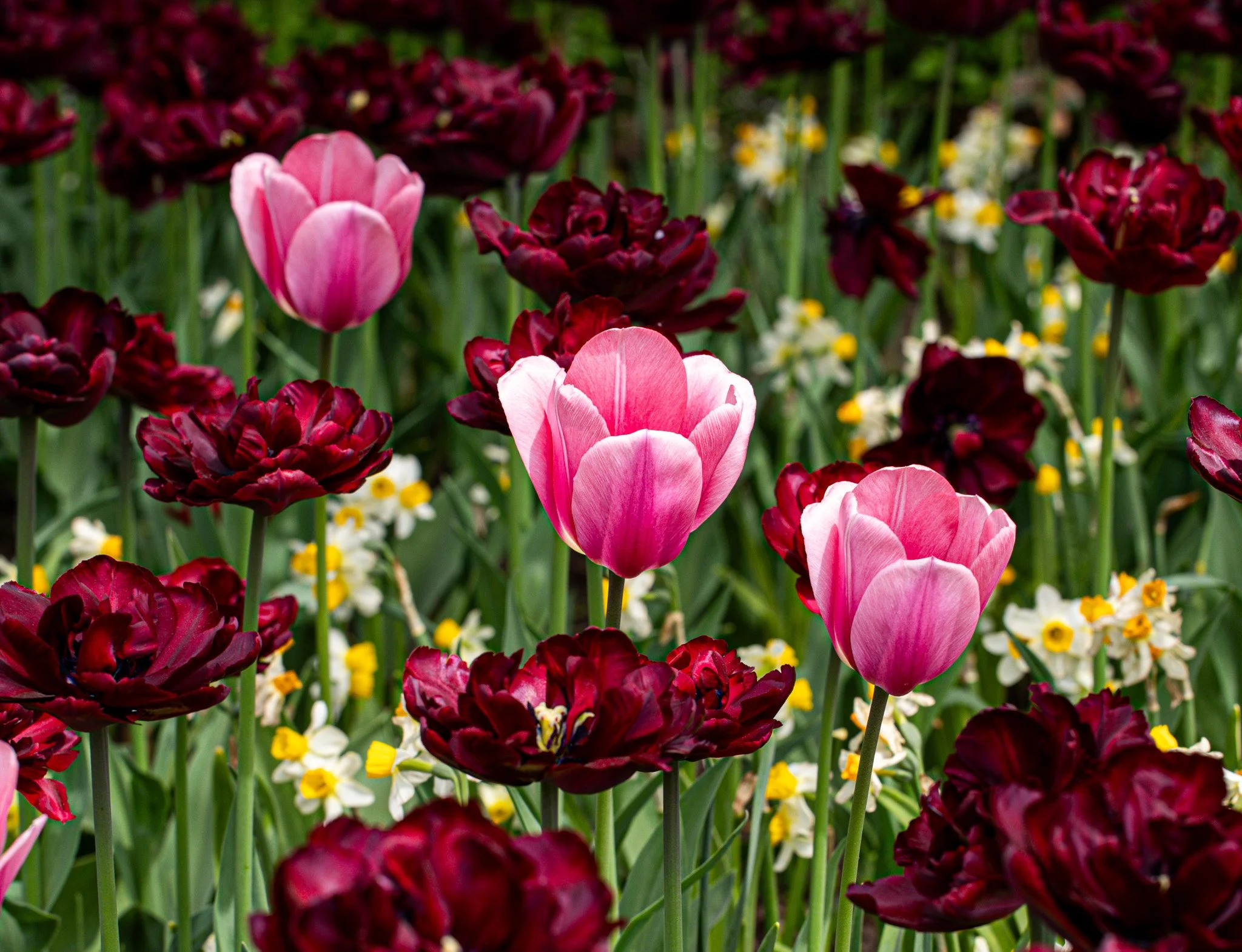 Pink and dark red tulips blooming in a garden with small white and yellow flowers amidst green foliage.