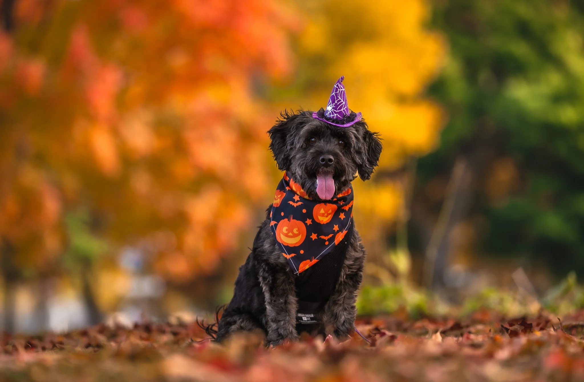 A small black dog with curly fur sitting on autumn leaves, wearing a Halloween-themed bandana with pumpkins and bats, and a purple witch hat. The background features colorful fall foliage.