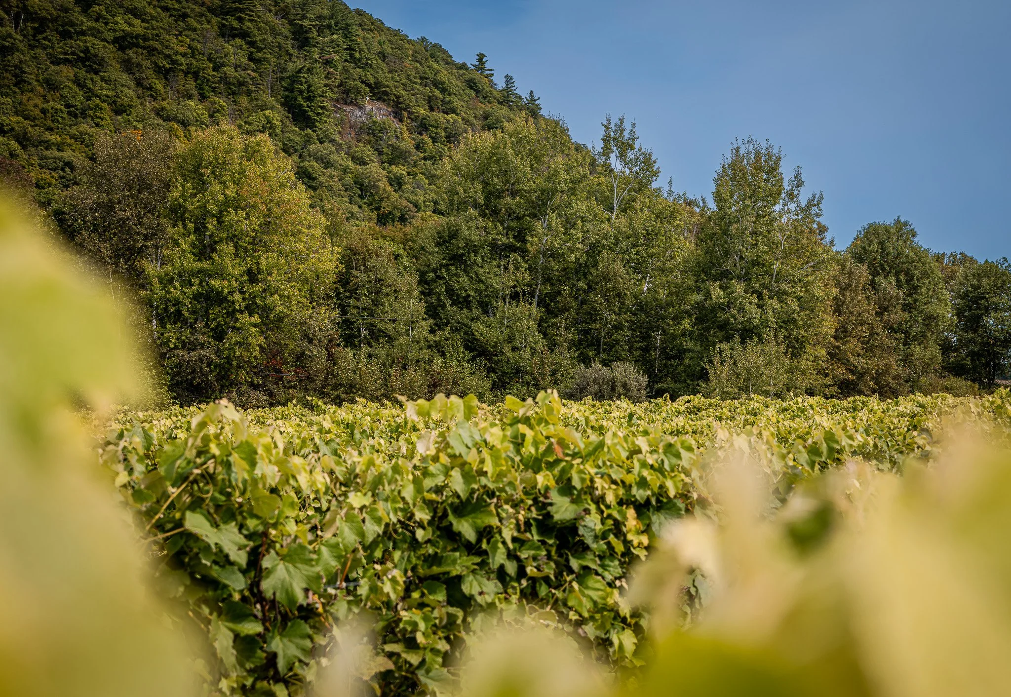 Vineyard with green grapevines in the foreground, a forested hillside in the background, and partly cloudy blue sky.